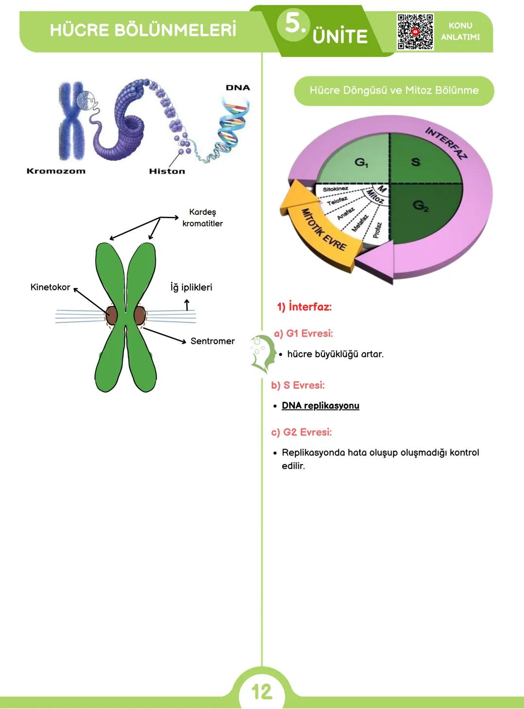 CANLILARIN ORTAK ÖZELLİKLERİ
1) HÜCRESEL YAPI
Tüm canlılar hücrelerden oluşur ve hücresel yapı
gösterir yani hücre canlının yapısal ve işlev
