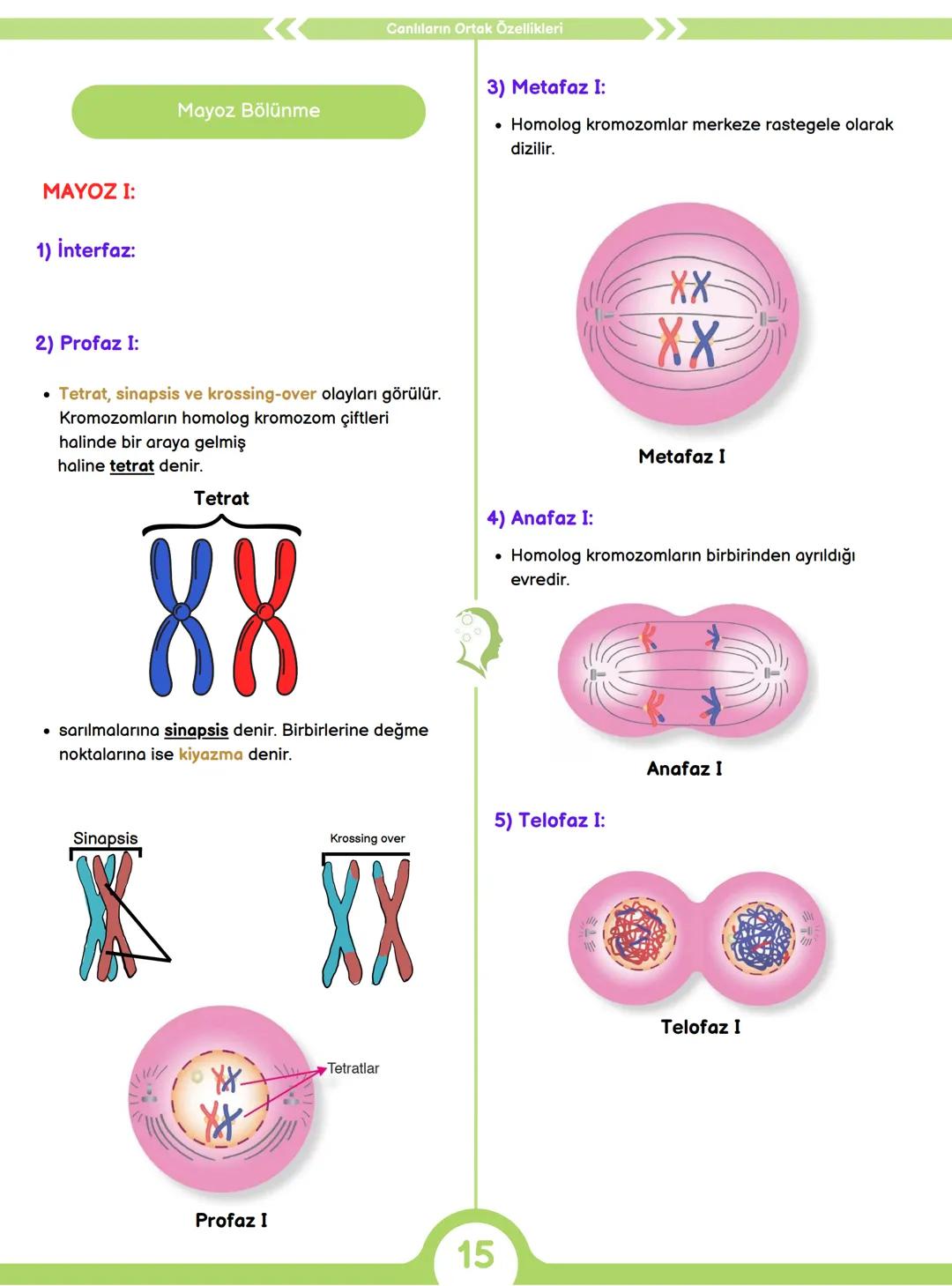 CANLILARIN ORTAK ÖZELLİKLERİ
1) HÜCRESEL YAPI
Tüm canlılar hücrelerden oluşur ve hücresel yapı
gösterir yani hücre canlının yapısal ve işlev