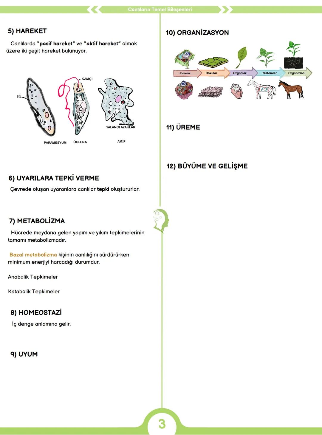 CANLILARIN ORTAK ÖZELLİKLERİ
1) HÜCRESEL YAPI
Tüm canlılar hücrelerden oluşur ve hücresel yapı
gösterir yani hücre canlının yapısal ve işlev