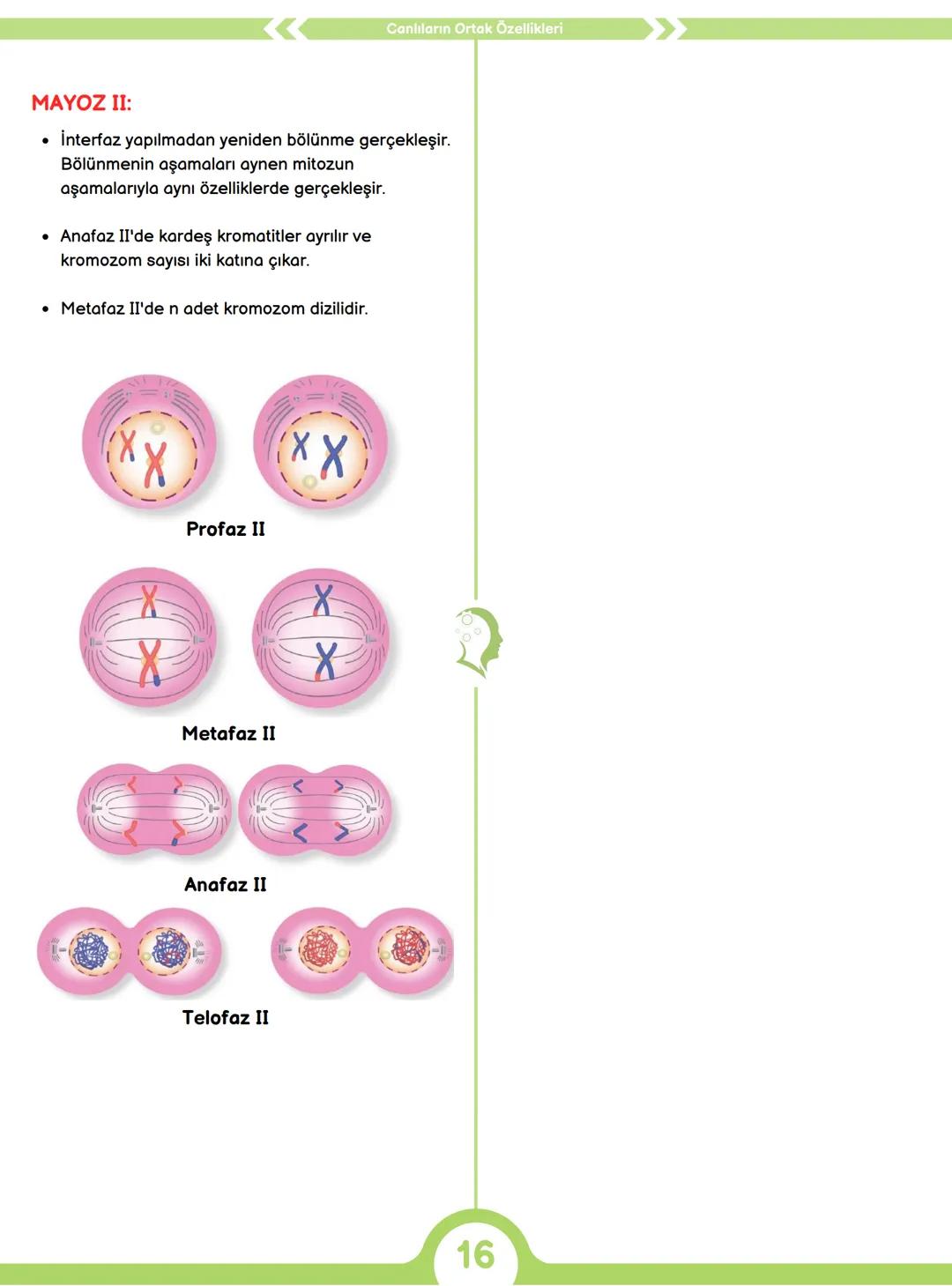 CANLILARIN ORTAK ÖZELLİKLERİ
1) HÜCRESEL YAPI
Tüm canlılar hücrelerden oluşur ve hücresel yapı
gösterir yani hücre canlının yapısal ve işlev