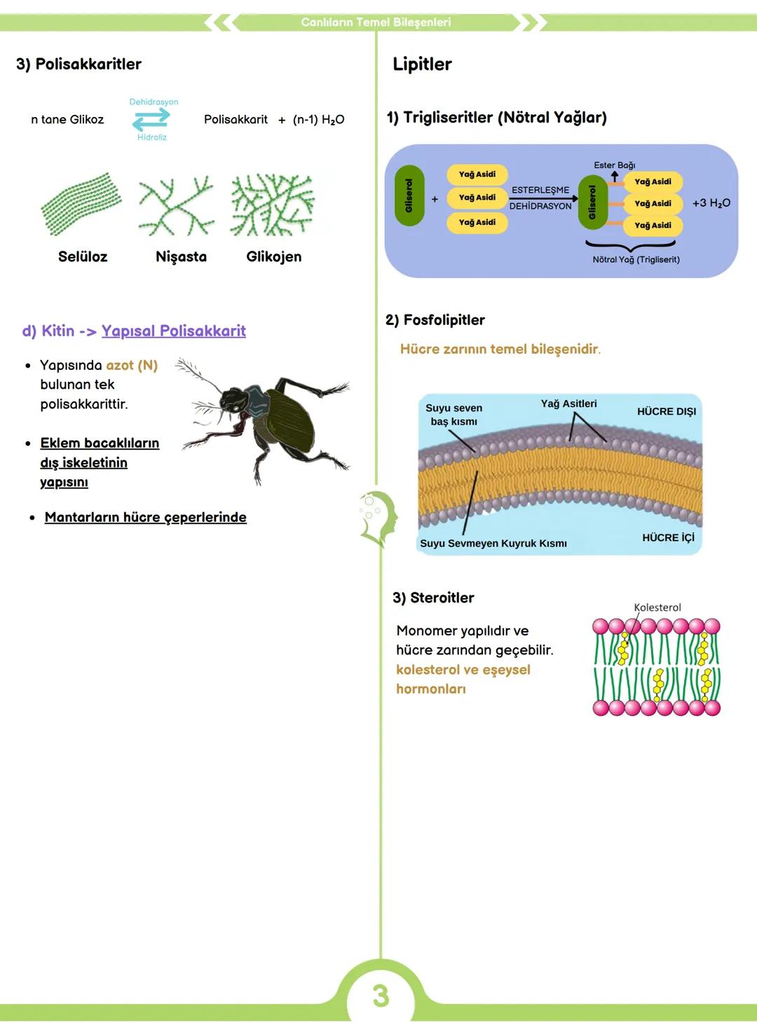 CANLILARIN ORTAK ÖZELLİKLERİ
1) HÜCRESEL YAPI
Tüm canlılar hücrelerden oluşur ve hücresel yapı
gösterir yani hücre canlının yapısal ve işlev