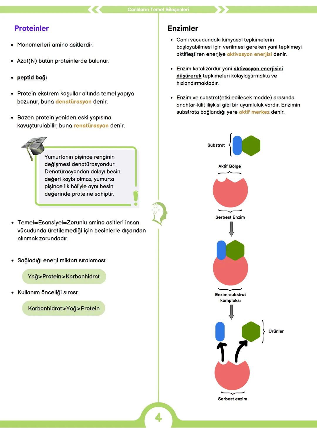 CANLILARIN ORTAK ÖZELLİKLERİ
1) HÜCRESEL YAPI
Tüm canlılar hücrelerden oluşur ve hücresel yapı
gösterir yani hücre canlının yapısal ve işlev