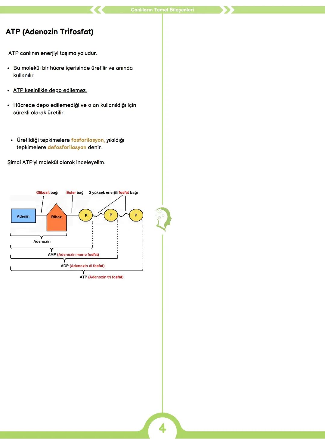 CANLILARIN ORTAK ÖZELLİKLERİ
1) HÜCRESEL YAPI
Tüm canlılar hücrelerden oluşur ve hücresel yapı
gösterir yani hücre canlının yapısal ve işlev