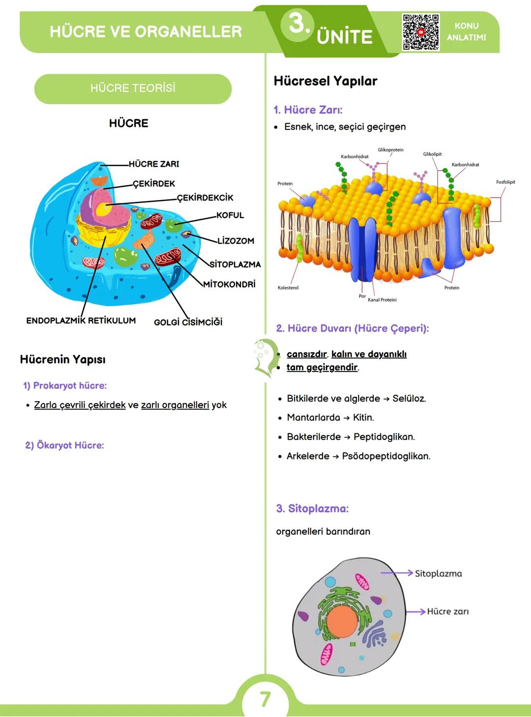 CANLILARIN ORTAK ÖZELLİKLERİ
1) HÜCRESEL YAPI
Tüm canlılar hücrelerden oluşur ve hücresel yapı
gösterir yani hücre canlının yapısal ve işlev