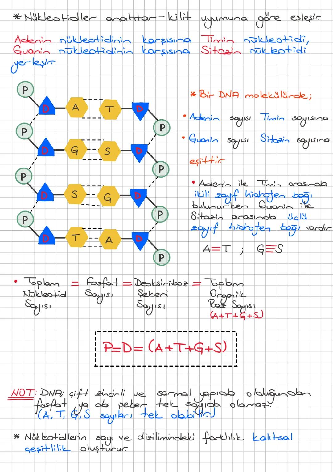2. ÜNİTE: DNA ve GENETİK KOD
A) DNA ve Genetik Kod
a) DNA (Deoksiribonükleik Asit)
* Saç rengi, göz rengi, ten rengi vb. gibi bizi biz yapan