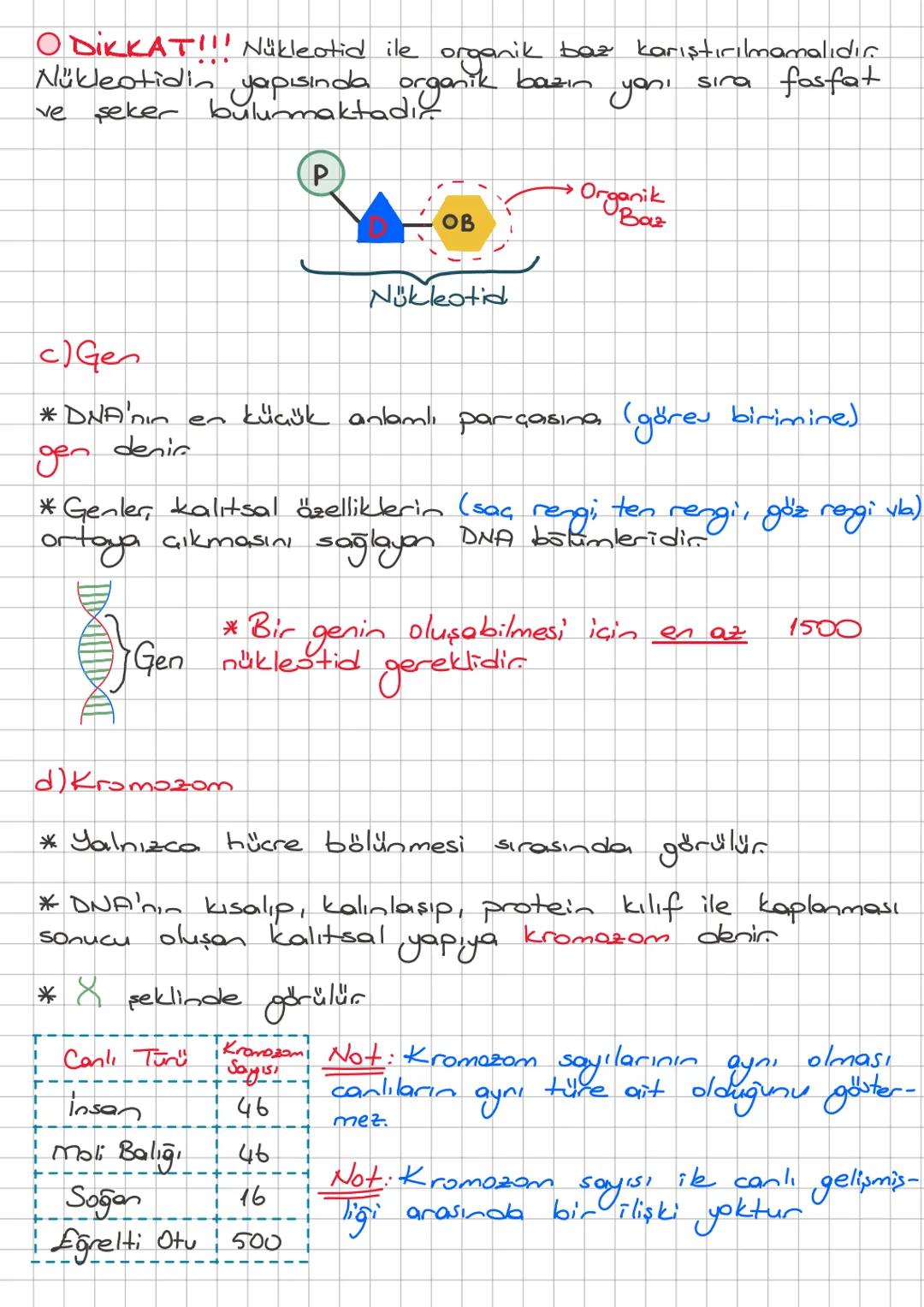 2. ÜNİTE: DNA ve GENETİK KOD
A) DNA ve Genetik Kod
a) DNA (Deoksiribonükleik Asit)
* Saç rengi, göz rengi, ten rengi vb. gibi bizi biz yapan