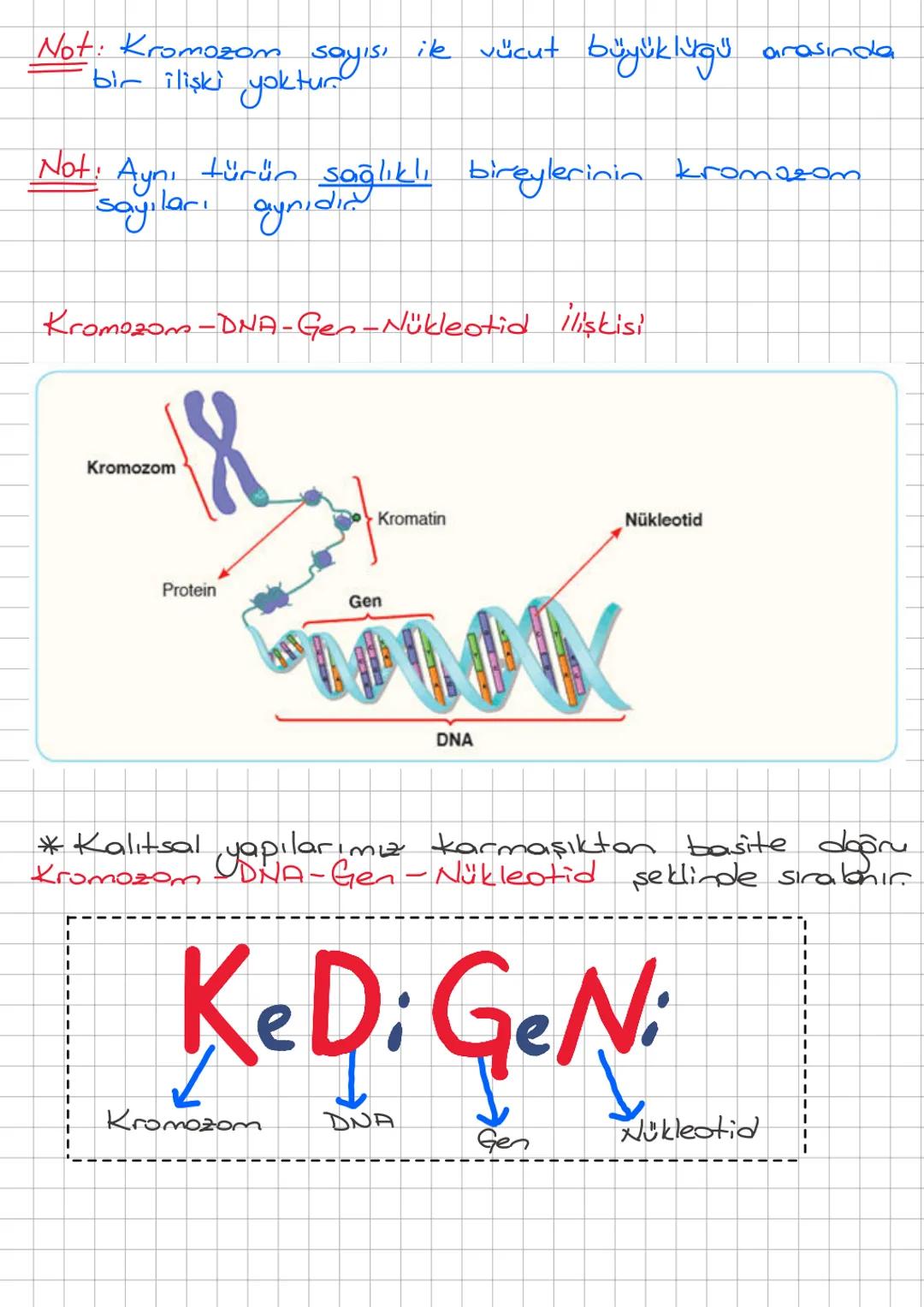 2. ÜNİTE: DNA ve GENETİK KOD
A) DNA ve Genetik Kod
a) DNA (Deoksiribonükleik Asit)
* Saç rengi, göz rengi, ten rengi vb. gibi bizi biz yapan