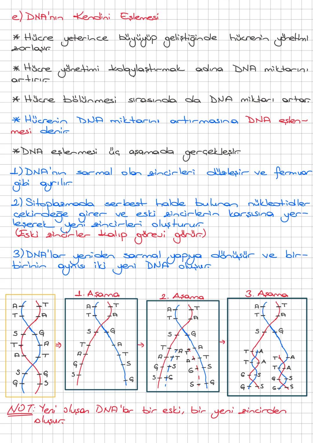2. ÜNİTE: DNA ve GENETİK KOD
A) DNA ve Genetik Kod
a) DNA (Deoksiribonükleik Asit)
* Saç rengi, göz rengi, ten rengi vb. gibi bizi biz yapan