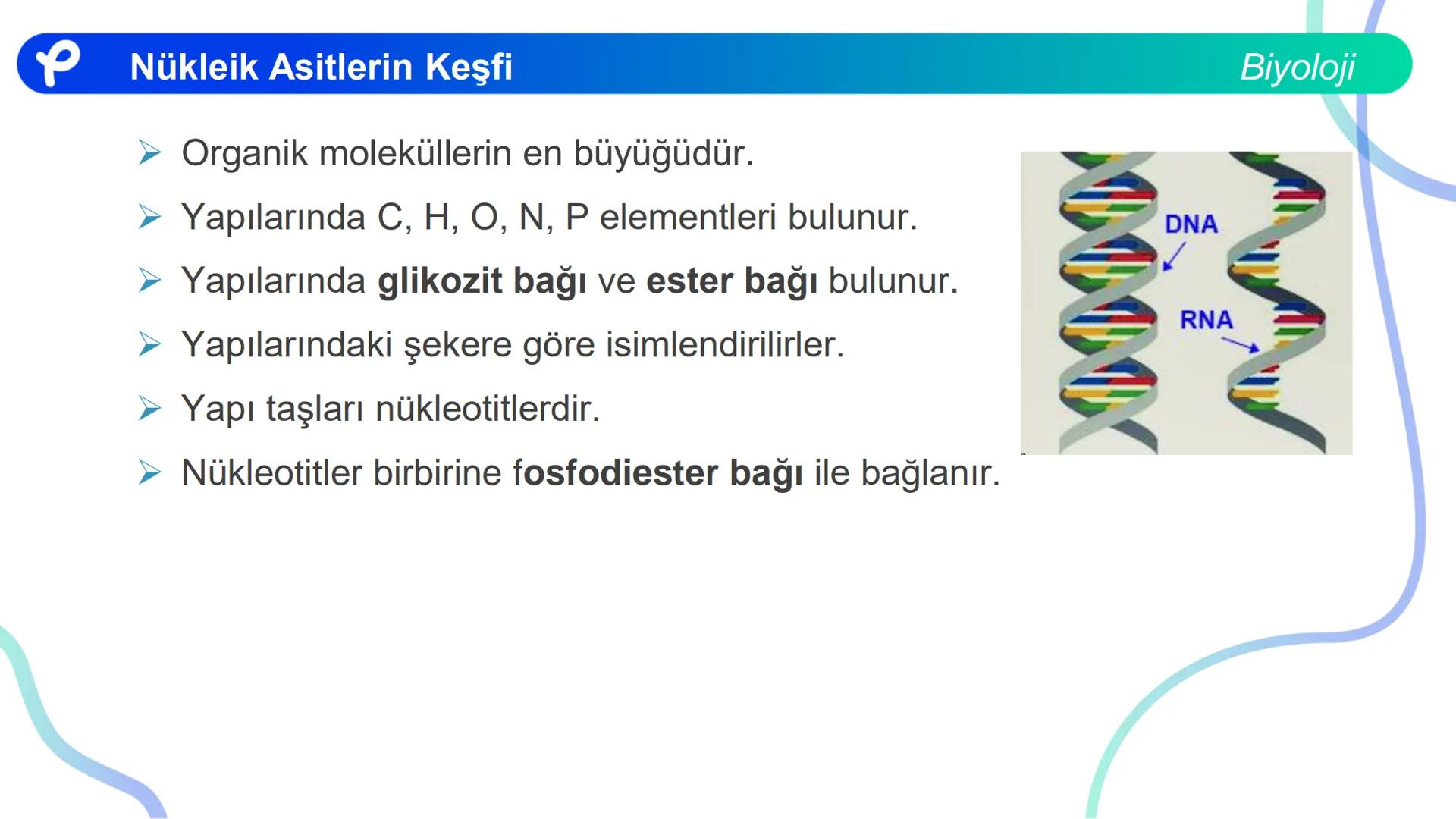 ## Biyoloji
## NÜKLEİK ASİTLERİN KEŞFİ # Nükleik Asitlerin Keşfi
Biyoloji
- İlk defa T. Friedrick Miescher 1869'da irin ve som balığı çek
