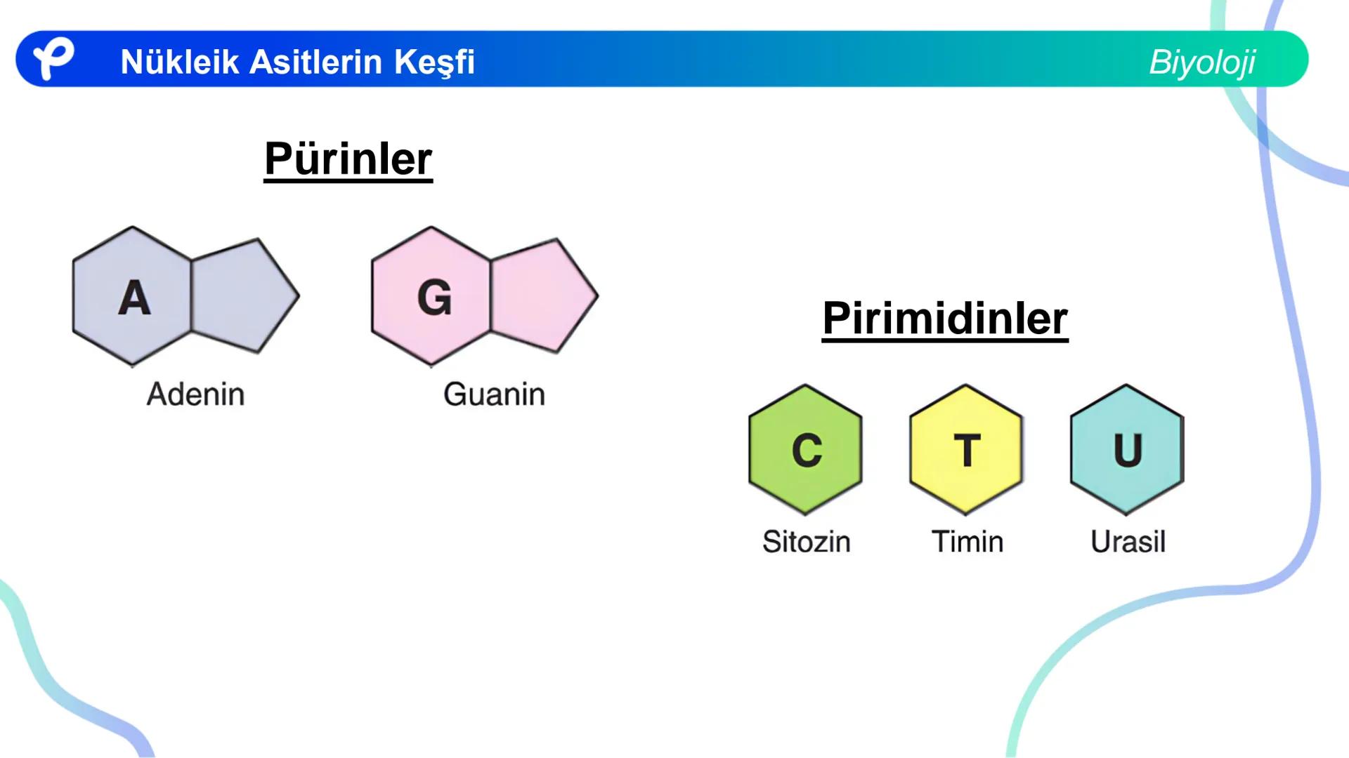 ## Biyoloji
## NÜKLEİK ASİTLERİN KEŞFİ # Nükleik Asitlerin Keşfi
Biyoloji
- İlk defa T. Friedrick Miescher 1869'da irin ve som balığı çek