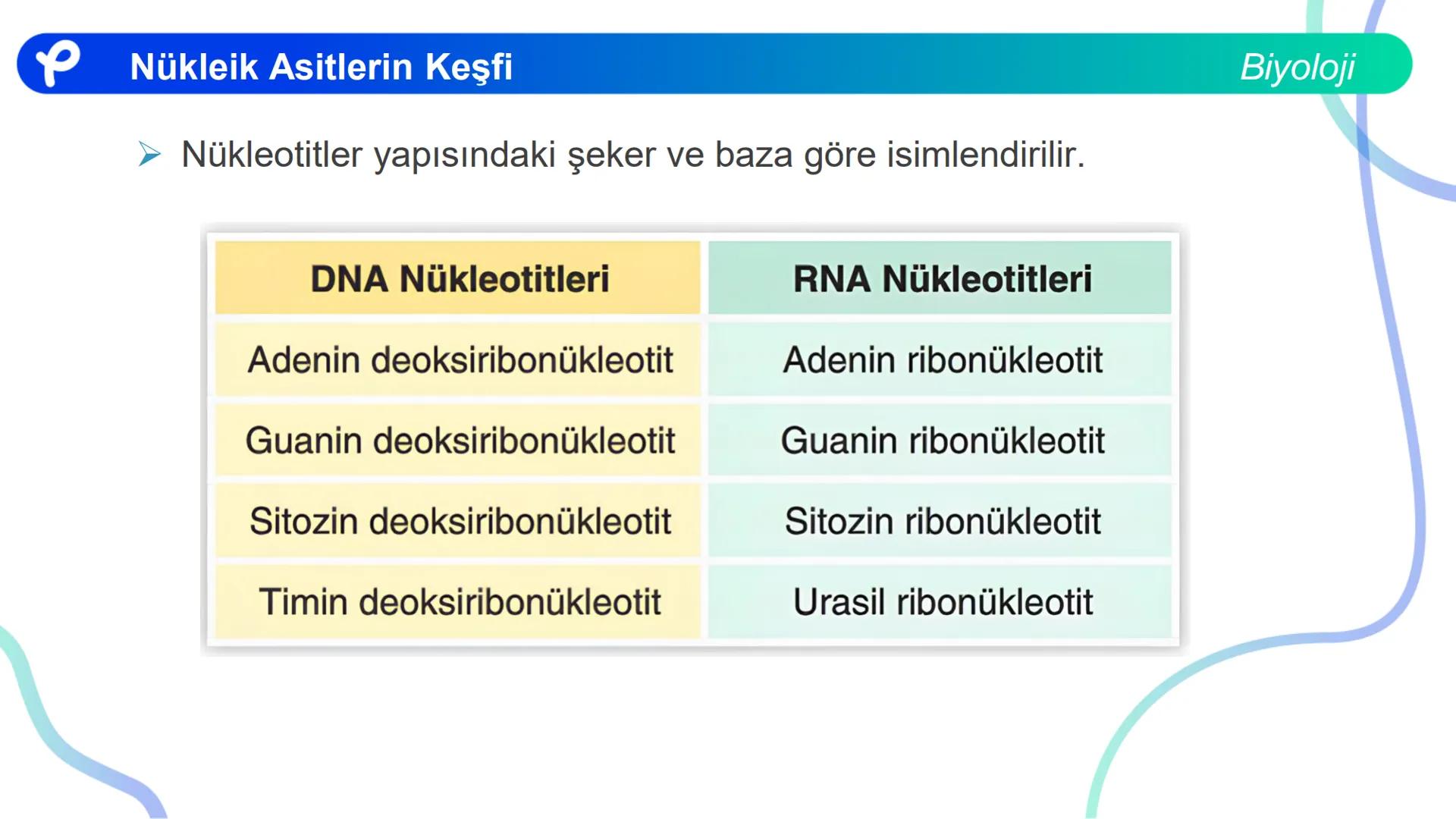 ## Biyoloji
## NÜKLEİK ASİTLERİN KEŞFİ # Nükleik Asitlerin Keşfi
Biyoloji
- İlk defa T. Friedrick Miescher 1869'da irin ve som balığı çek