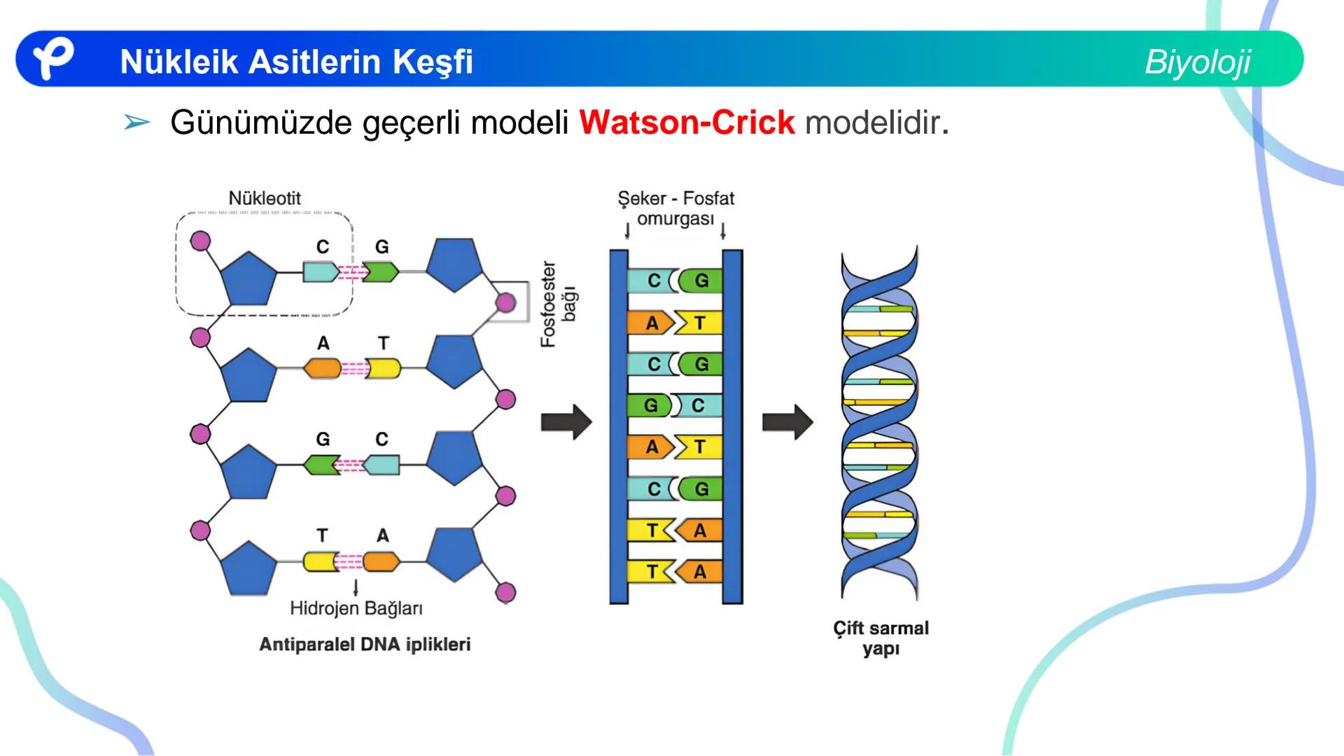 ## Biyoloji
## NÜKLEİK ASİTLERİN KEŞFİ # Nükleik Asitlerin Keşfi
Biyoloji
- İlk defa T. Friedrick Miescher 1869'da irin ve som balığı çek