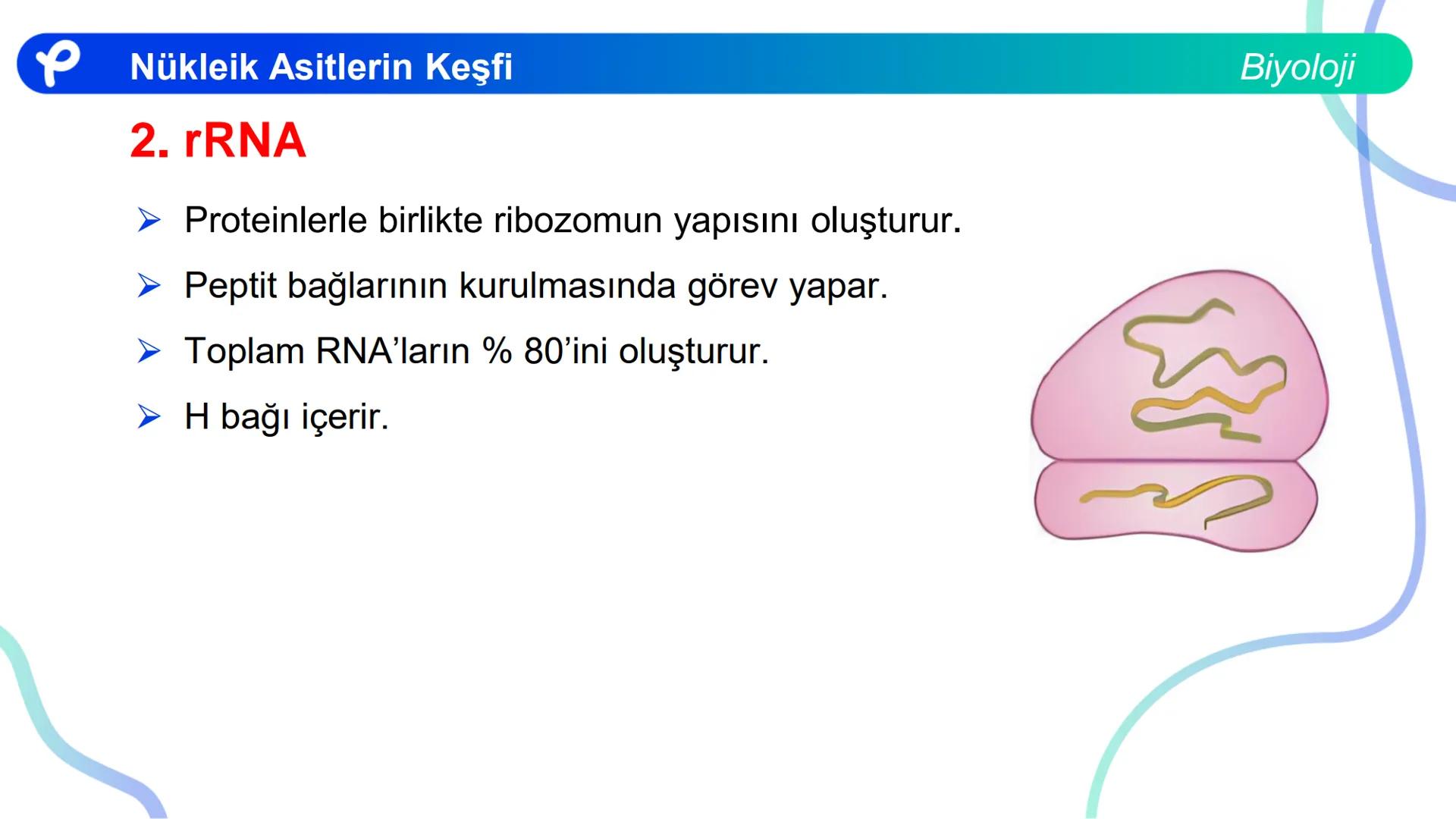 ## Biyoloji
## NÜKLEİK ASİTLERİN KEŞFİ # Nükleik Asitlerin Keşfi
Biyoloji
- İlk defa T. Friedrick Miescher 1869'da irin ve som balığı çek