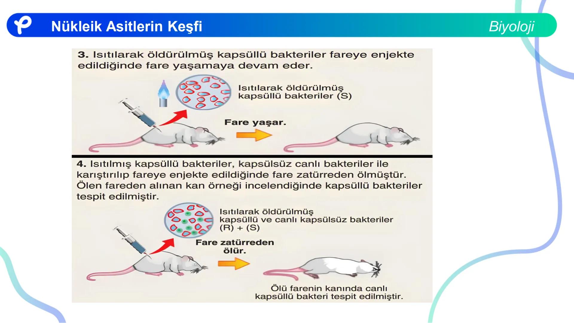 ## Biyoloji
## NÜKLEİK ASİTLERİN KEŞFİ # Nükleik Asitlerin Keşfi
Biyoloji
- İlk defa T. Friedrick Miescher 1869'da irin ve som balığı çek