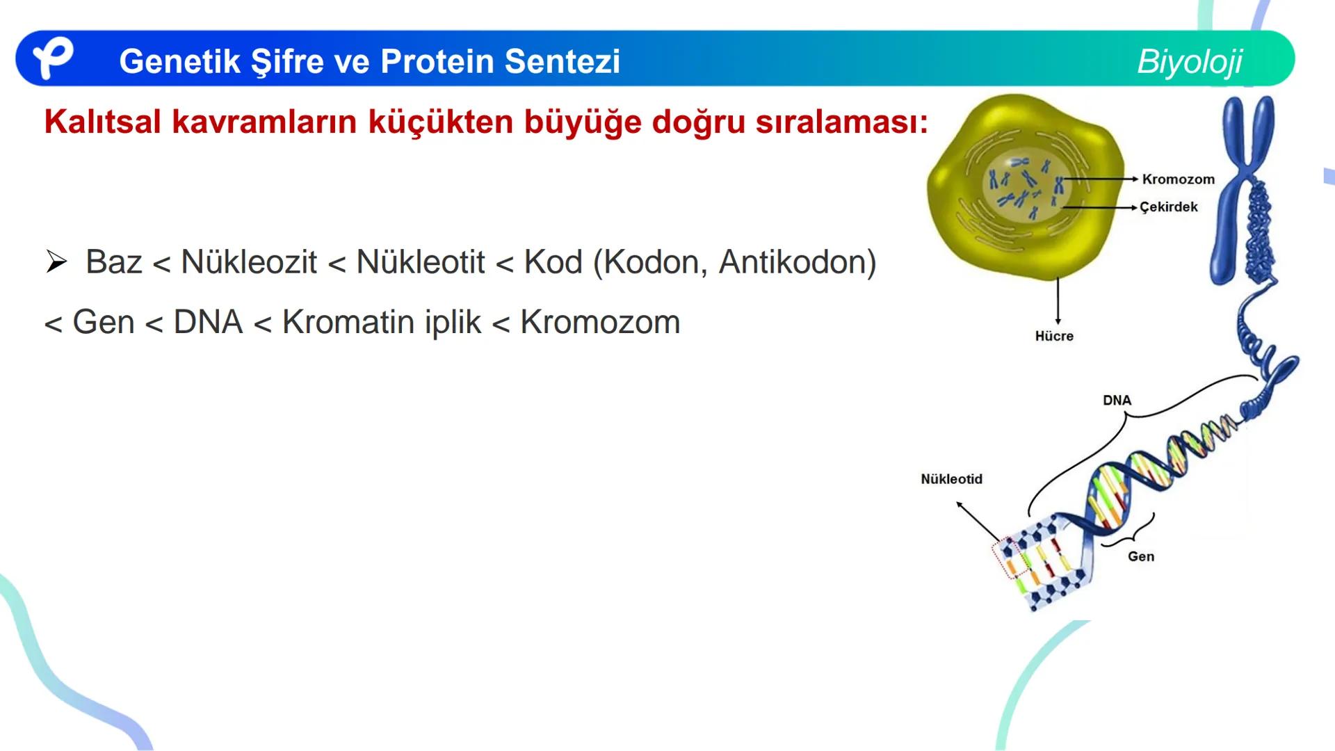 ## Biyoloji
## GENETİK ŞİFRE VE
## PROTEİN SENTEZİ ## Genetik Şifre ve Protein Sentezi
## Genetik Şifre
- **Şifre:** Bir bilgiyi bir form