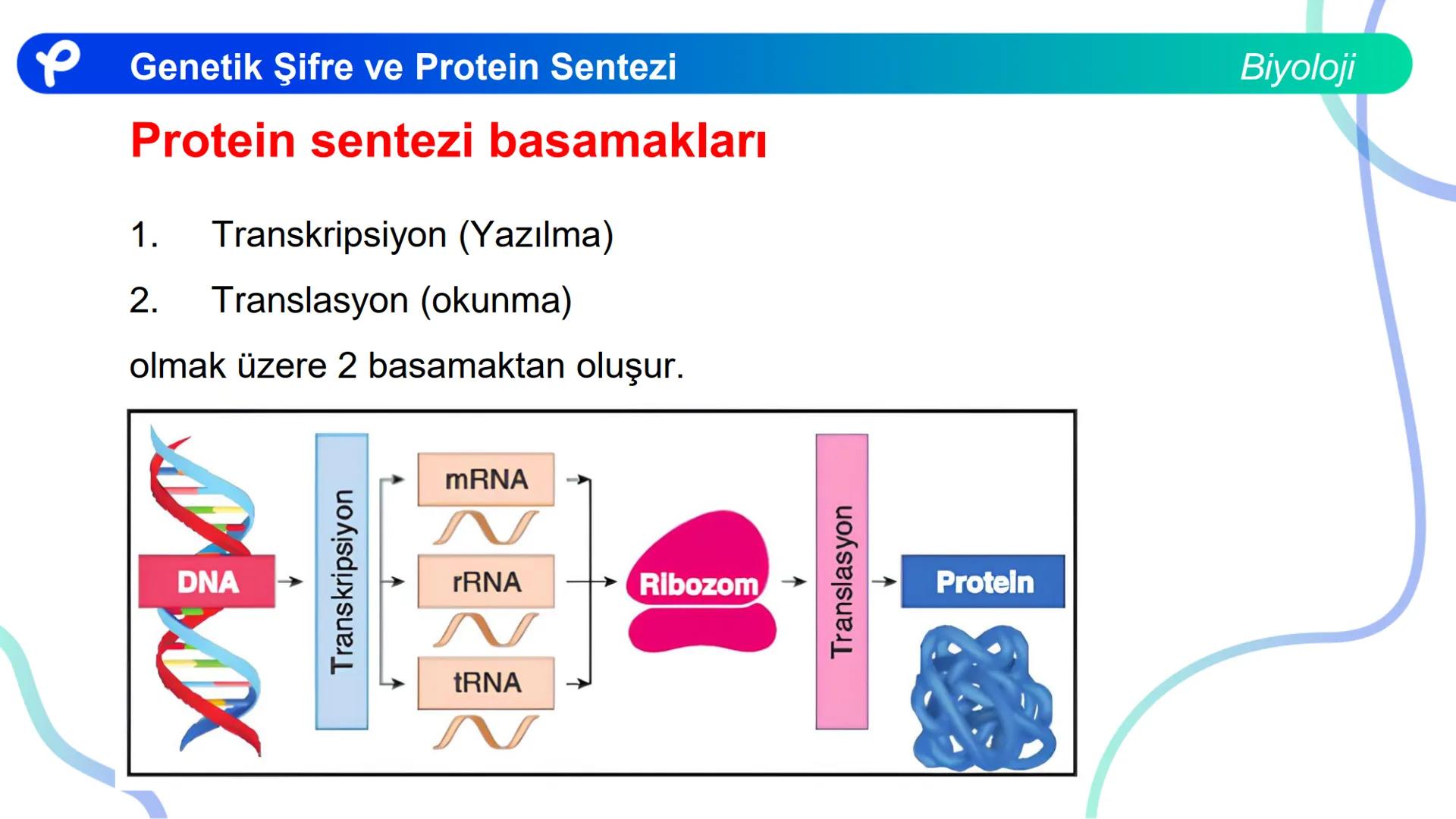 ## Biyoloji
## GENETİK ŞİFRE VE
## PROTEİN SENTEZİ ## Genetik Şifre ve Protein Sentezi
## Genetik Şifre
- **Şifre:** Bir bilgiyi bir form