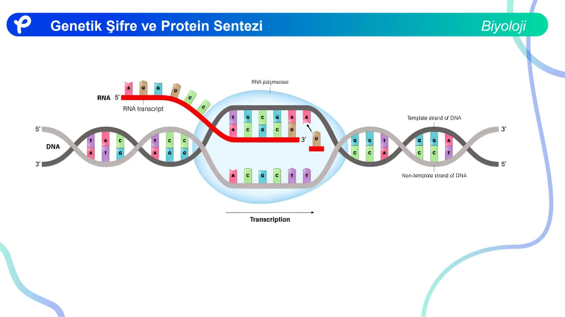 ## Biyoloji
## GENETİK ŞİFRE VE
## PROTEİN SENTEZİ ## Genetik Şifre ve Protein Sentezi
## Genetik Şifre
- **Şifre:** Bir bilgiyi bir form