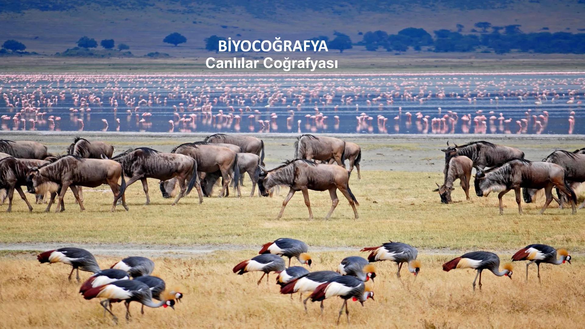 *
ETİ MİLLİ EĞİT
CUMHURİYE
****
TÜRKİYE
TIM
*
BAKANLIGI
DO
*
*
COĞRAFYA
9. SINIF
DOĞAL SİSTEMLER
Coğrafyanın Konuları ve Bölümlenmesi Neler