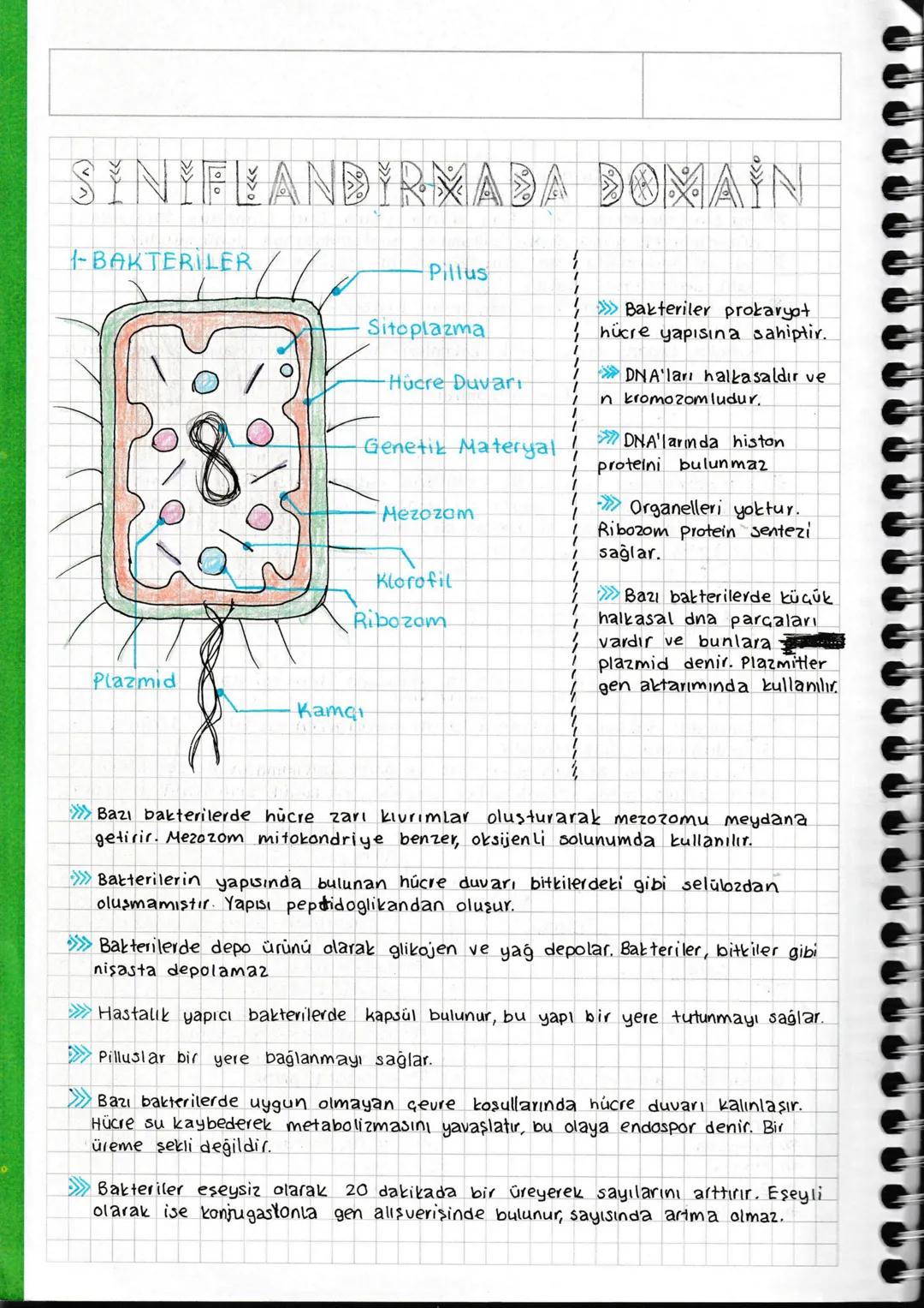 Biyoloji | 9. Sınıf | Canlıların Sınıflandırılması | Sınıflandırmada Domain | Bakteriler