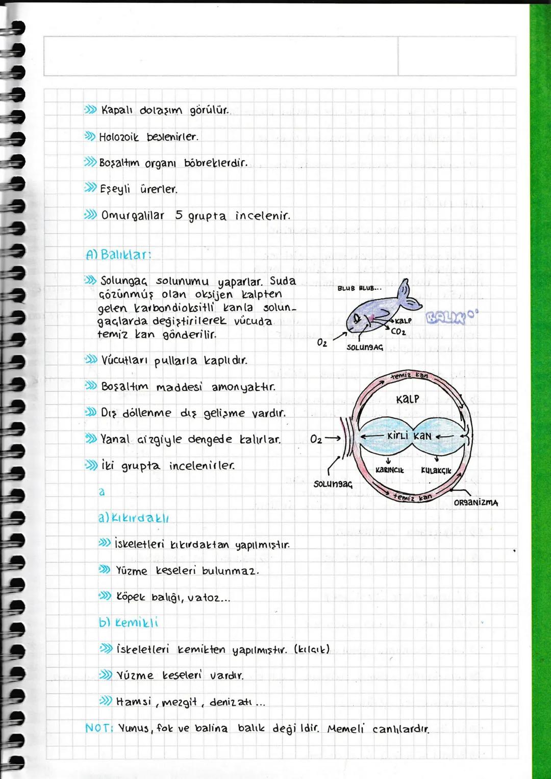 HAYVANLAR ALEMI
Omurgasızlar Omurgalılar
Kıkırdaklılar
Süngerler Balıklar Kemikliler
Sólenterler Yassı Solucanlar İki Yaşamlılar
Solucan