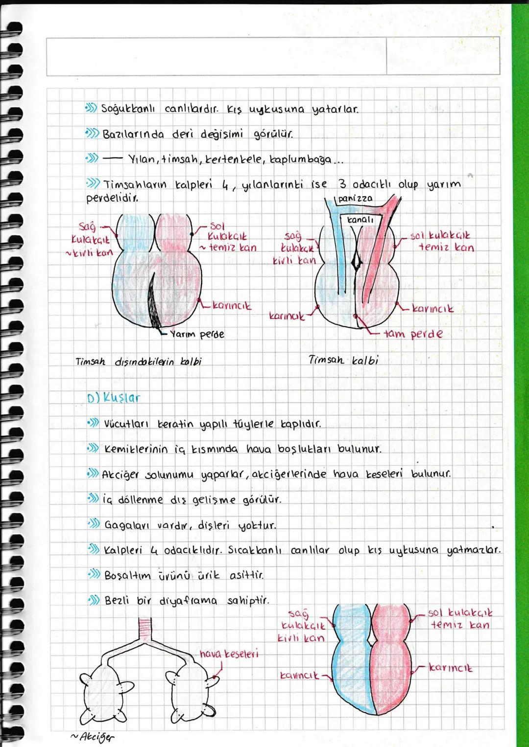 HAYVANLAR ALEMI
Omurgasızlar Omurgalılar
Kıkırdaklılar
Süngerler Balıklar Kemikliler
Sólenterler Yassı Solucanlar İki Yaşamlılar
Solucan