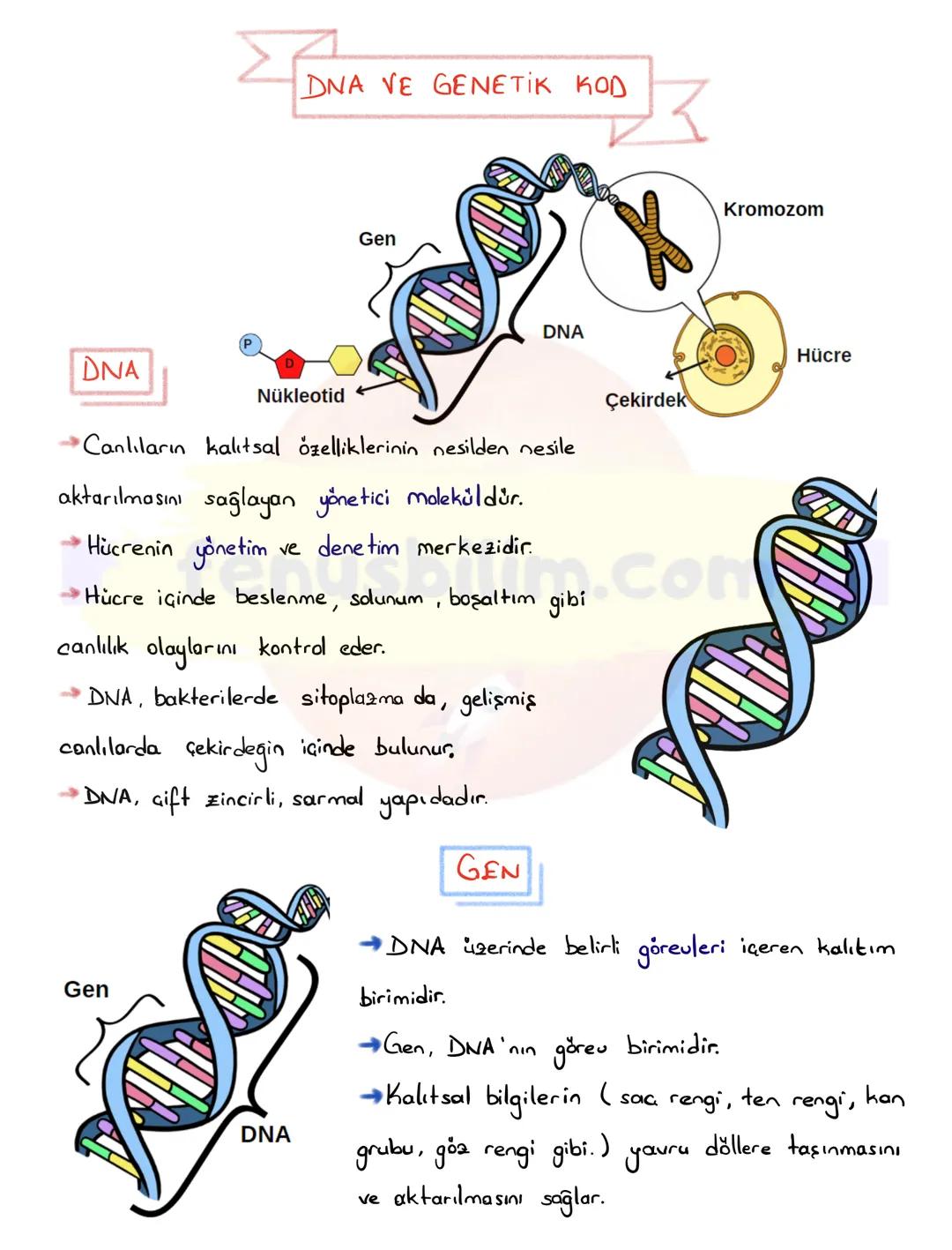 # DNA VE GENETIK KOD
DNA
Nükleotid
Gen
DNA
Kromozom
Hücre
Çekirdek
→Canlıların kalitsal özelliklerinin nesilden nesile
aktarılmasını