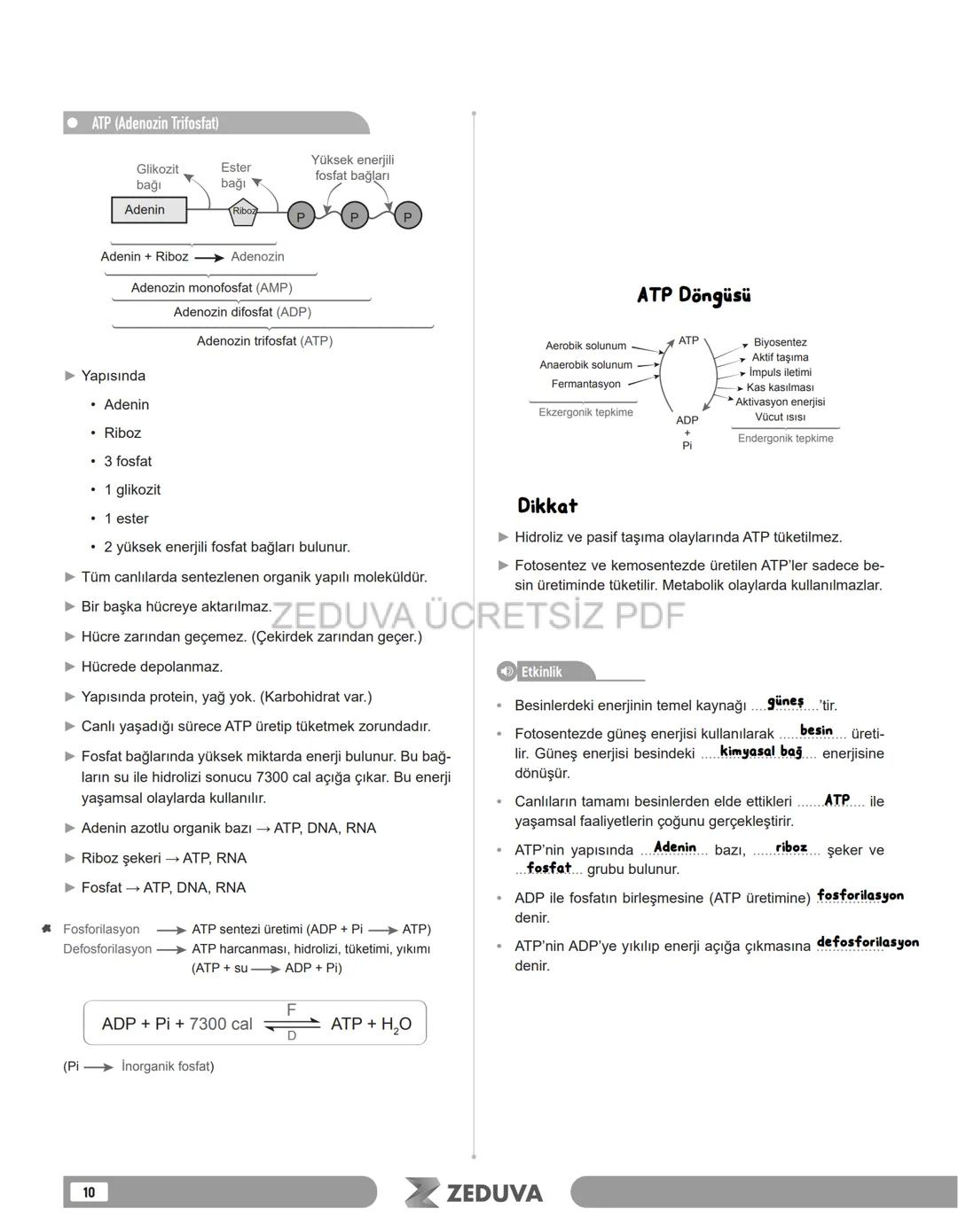 ZEDUVA
Öğretmenin Notları
ENERJİ
Bu temada
► Canlıların yaşamına devam edebilmesi için enerjinin gerekliliği
► Canlılar için ortak ener
