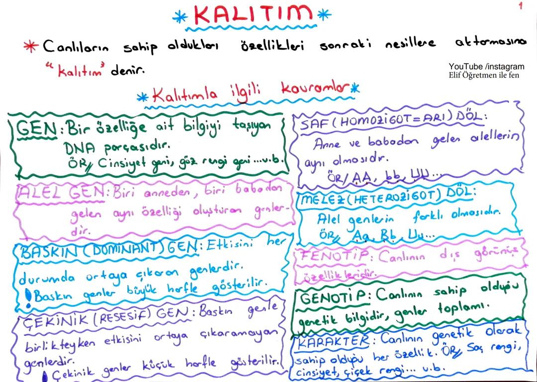 Fen bilimleri 8.sinif kalıtım