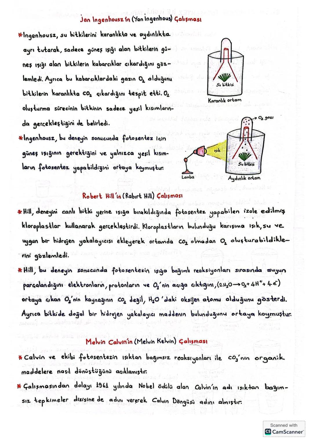 # BİLİM TARİHİNDE FOTOSENTEZ İLE İLGİLİ YAPILAN ÖNEMLİ ÇALIŞMALAR
Van Helmont'ın (Ven Helmint) Çalışması
*Helmont, bir söğüt fidanını ve f