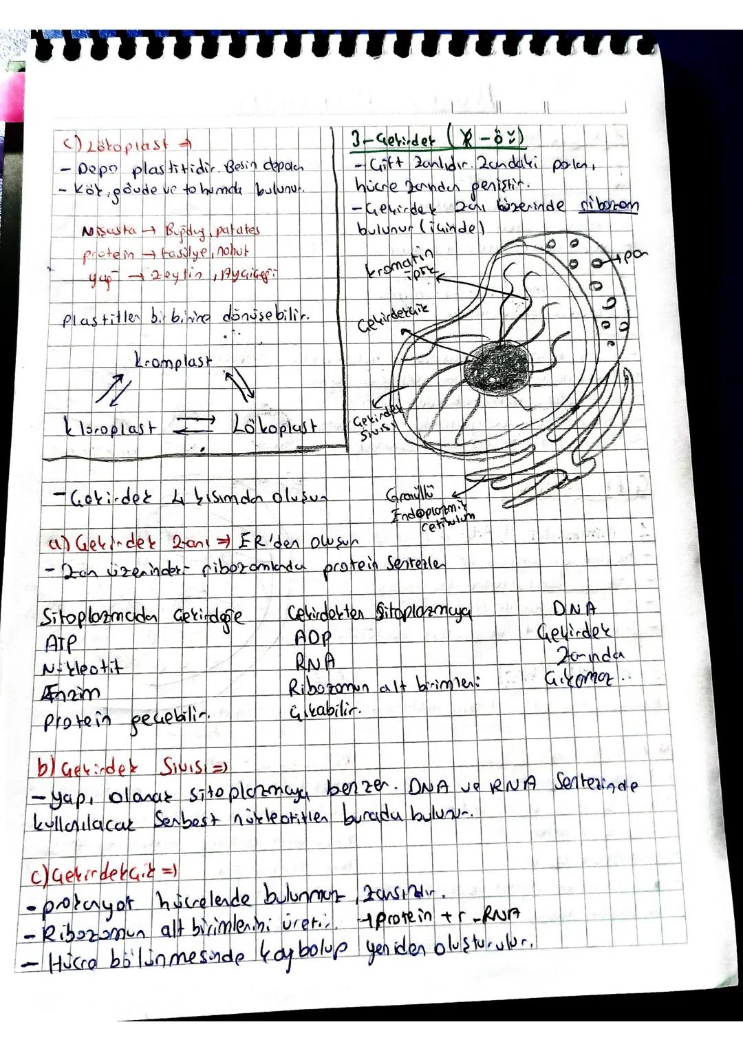 # HÜCRE ORGANELLERİ
Zarsızları
1-Ribozom (OTP)
-
tum conlilanda ortaktır.
- Görevi proteint senter: RNA INükleoprotein
Hayves
2-Sentro