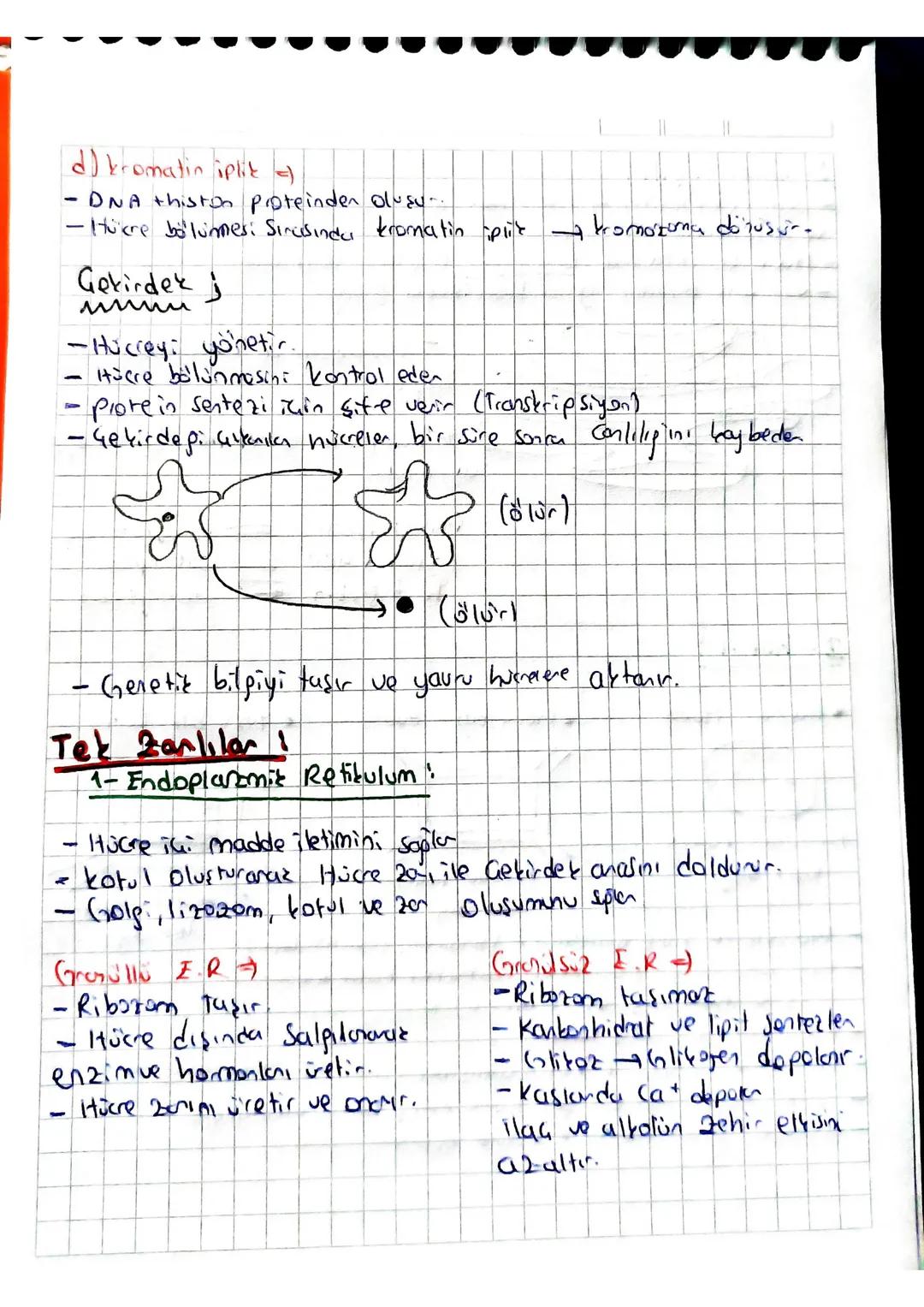 # HÜCRE ORGANELLERİ
Zarsızları
1-Ribozom (OTP)
-
tum conlilanda ortaktır.
- Görevi proteint senter: RNA INükleoprotein
Hayves
2-Sentro