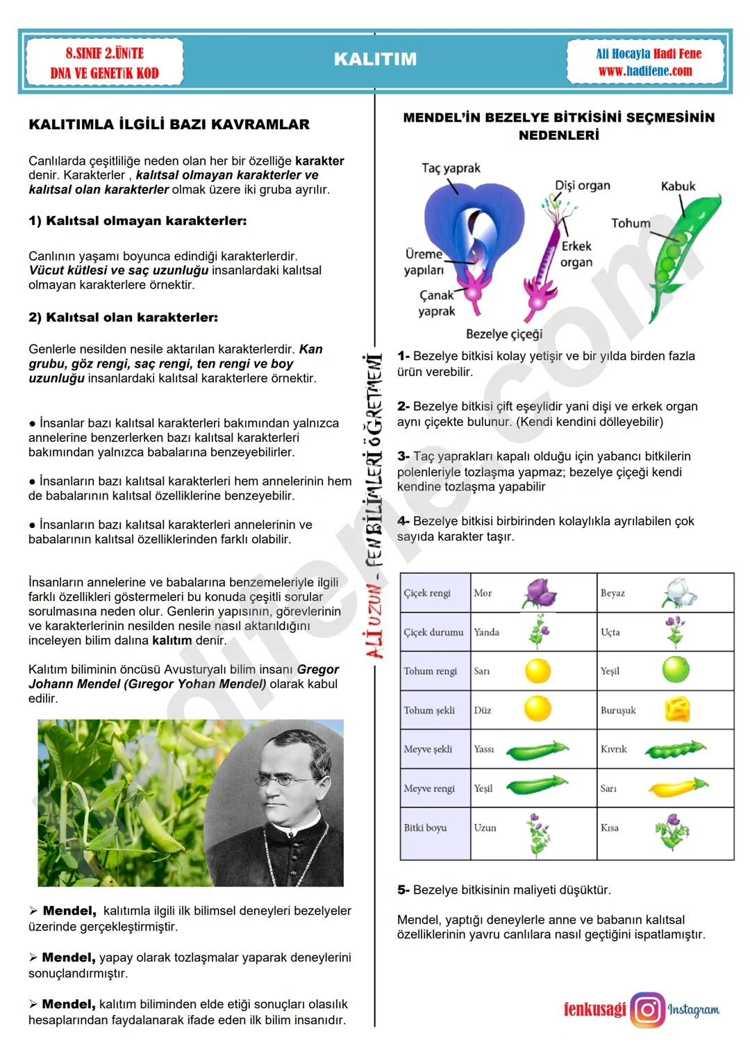8.SINIF 2.UNITE
DNA VE GENETIK KOD
KALITIM
Ali Hocayla Hadi Fene
www.hadifene.com
KALITIMLA İLGİLİ BAZI KAVRAMLAR
Canlılarda çeşitliliğe n