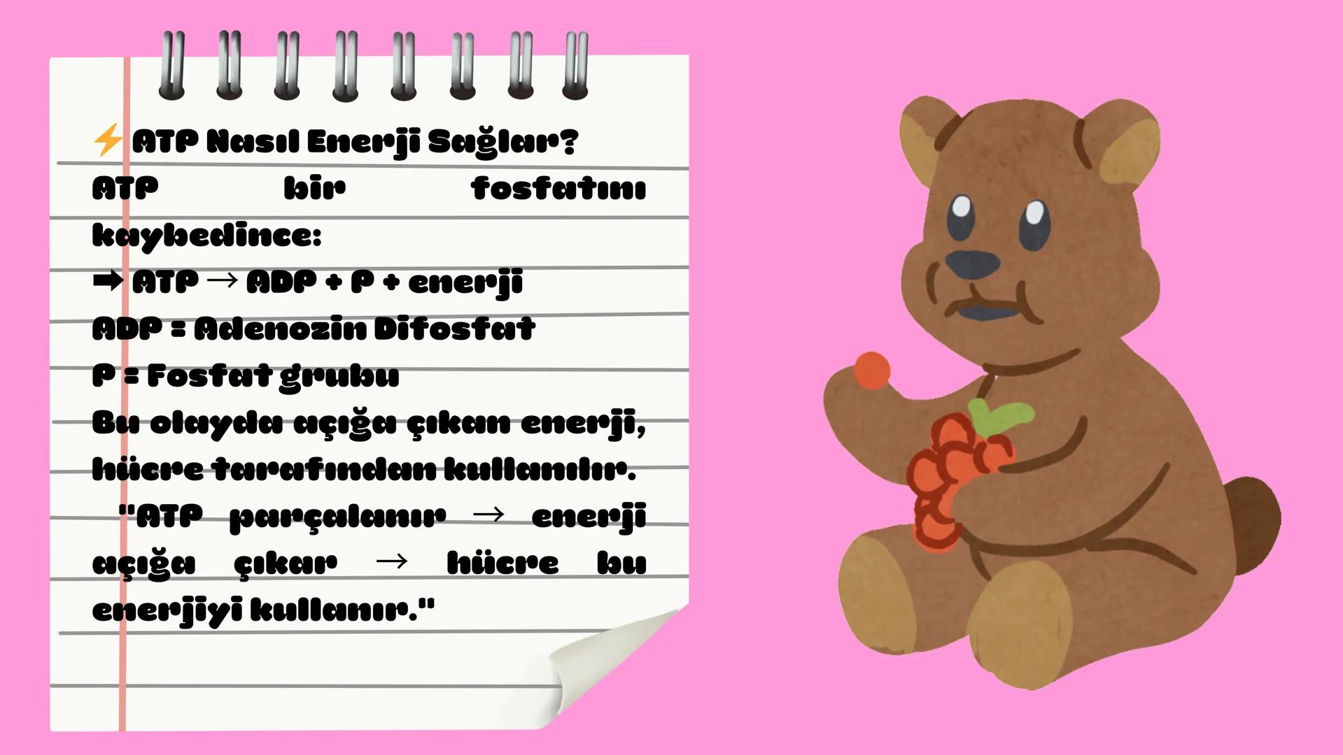 # ATP NEDİR,
# NASILDIR
# NE İŞE YARAR? ATP Nedir?
ATP (Adenozin Trifosfat),
hücrelerin enerji kaynağı
olan bir moleküldür.
Hücre içinde ger