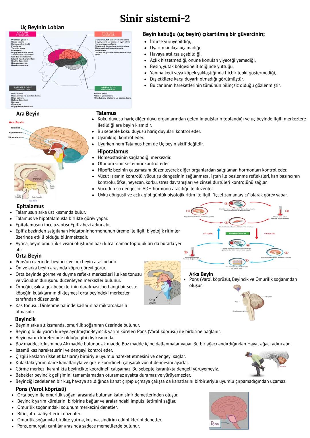 # Sinir sistemi-2
INSANDA SİNİR SİSTEMİ
Merkezi sinir
On beyin Orta beyin Arka beyin
Up beyin
Ara beyin
Merkezi Sinir Sistemi
Merkezi s