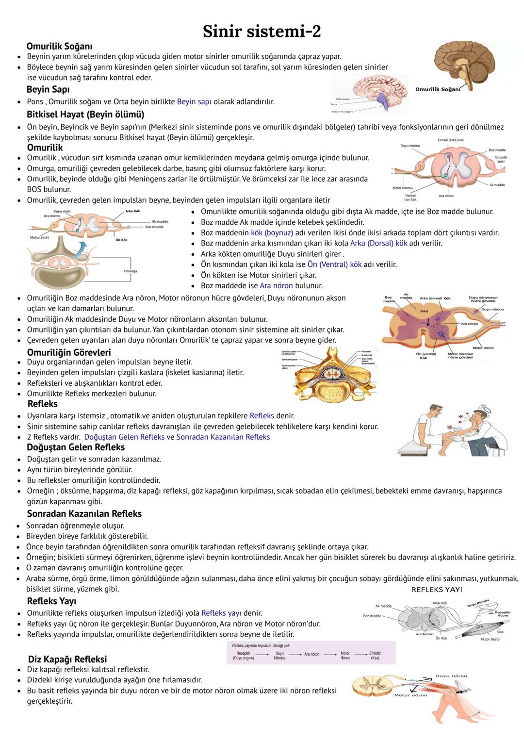 # Sinir sistemi-2
INSANDA SİNİR SİSTEMİ
Merkezi sinir
On beyin Orta beyin Arka beyin
Up beyin
Ara beyin
Merkezi Sinir Sistemi
Merkezi s