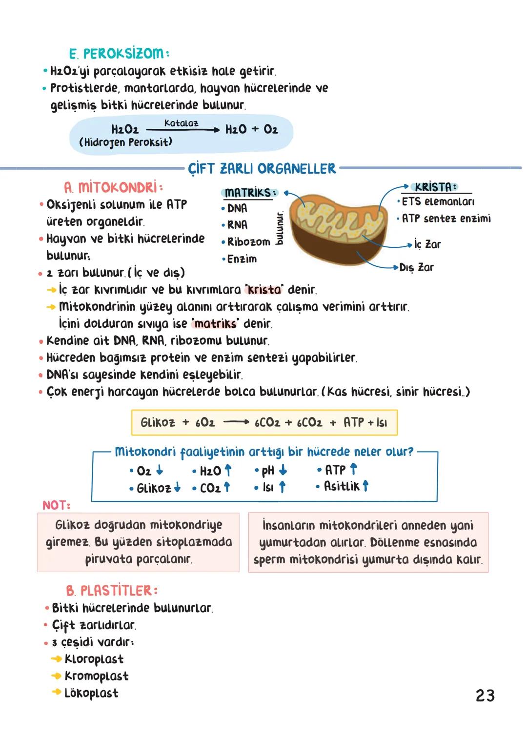 BİYOLOJİ
İÇİNDEKİLER
Canlıların Ortak Özellikleri
1
Canlıların Temel Bileşenleri.
3
Hücre
13
Canlıların Sınıflandırılması.
28
Hücre Bölünm