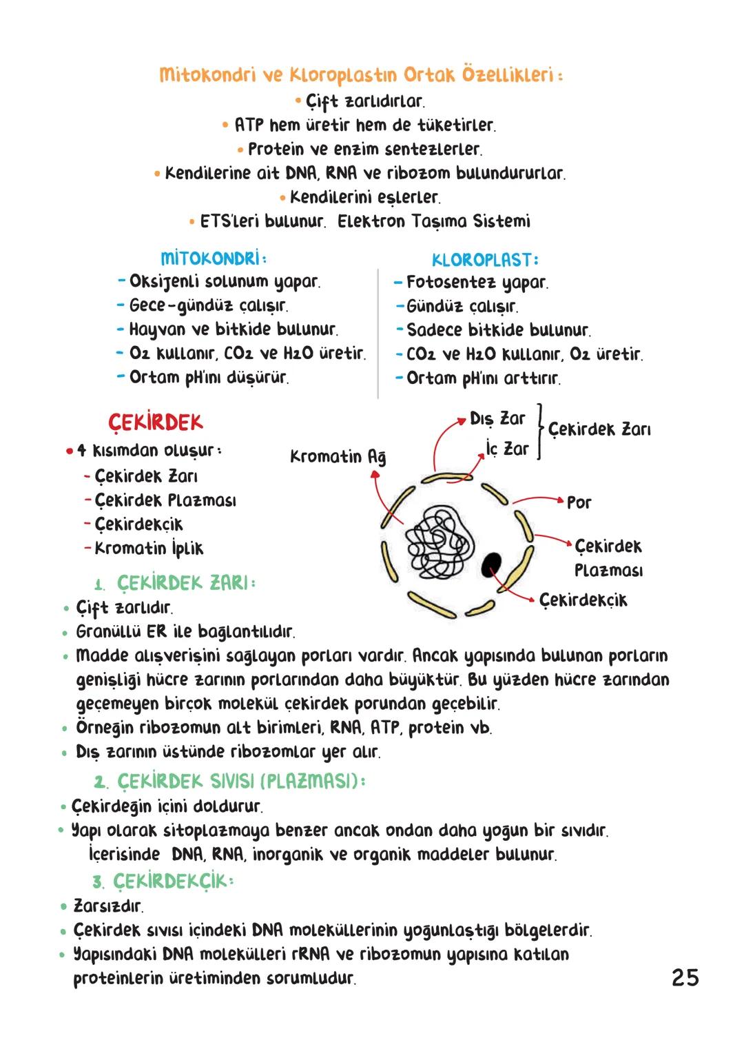 BİYOLOJİ
İÇİNDEKİLER
Canlıların Ortak Özellikleri
1
Canlıların Temel Bileşenleri.
3
Hücre
13
Canlıların Sınıflandırılması.
28
Hücre Bölünm