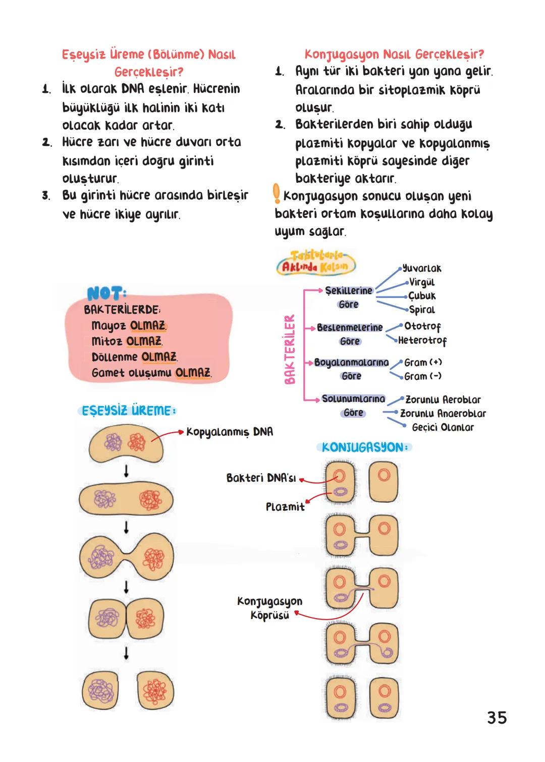 BİYOLOJİ
İÇİNDEKİLER
Canlıların Ortak Özellikleri
1
Canlıların Temel Bileşenleri.
3
Hücre
13
Canlıların Sınıflandırılması.
28
Hücre Bölünm