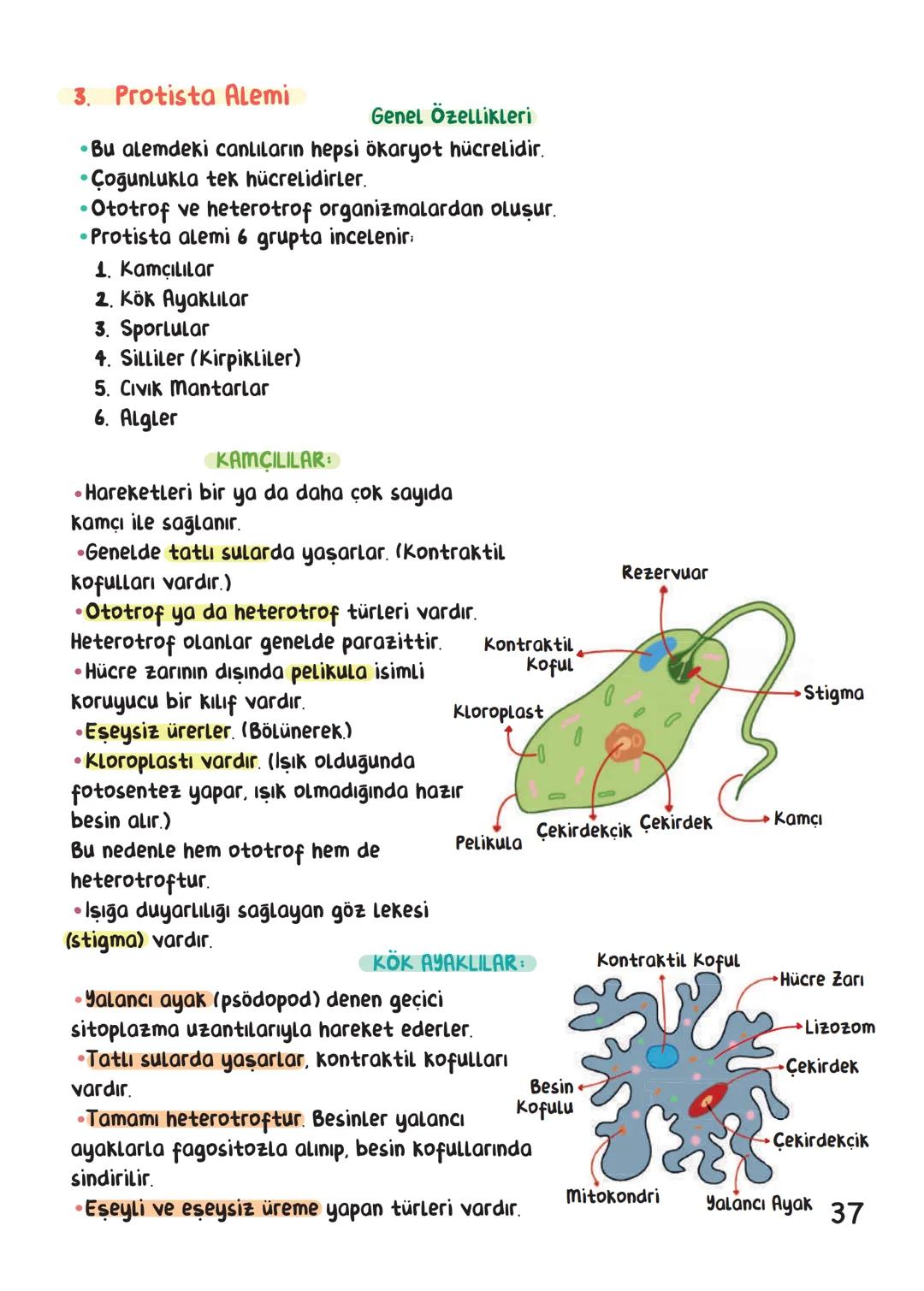 BİYOLOJİ
İÇİNDEKİLER
Canlıların Ortak Özellikleri
1
Canlıların Temel Bileşenleri.
3
Hücre
13
Canlıların Sınıflandırılması.
28
Hücre Bölünm