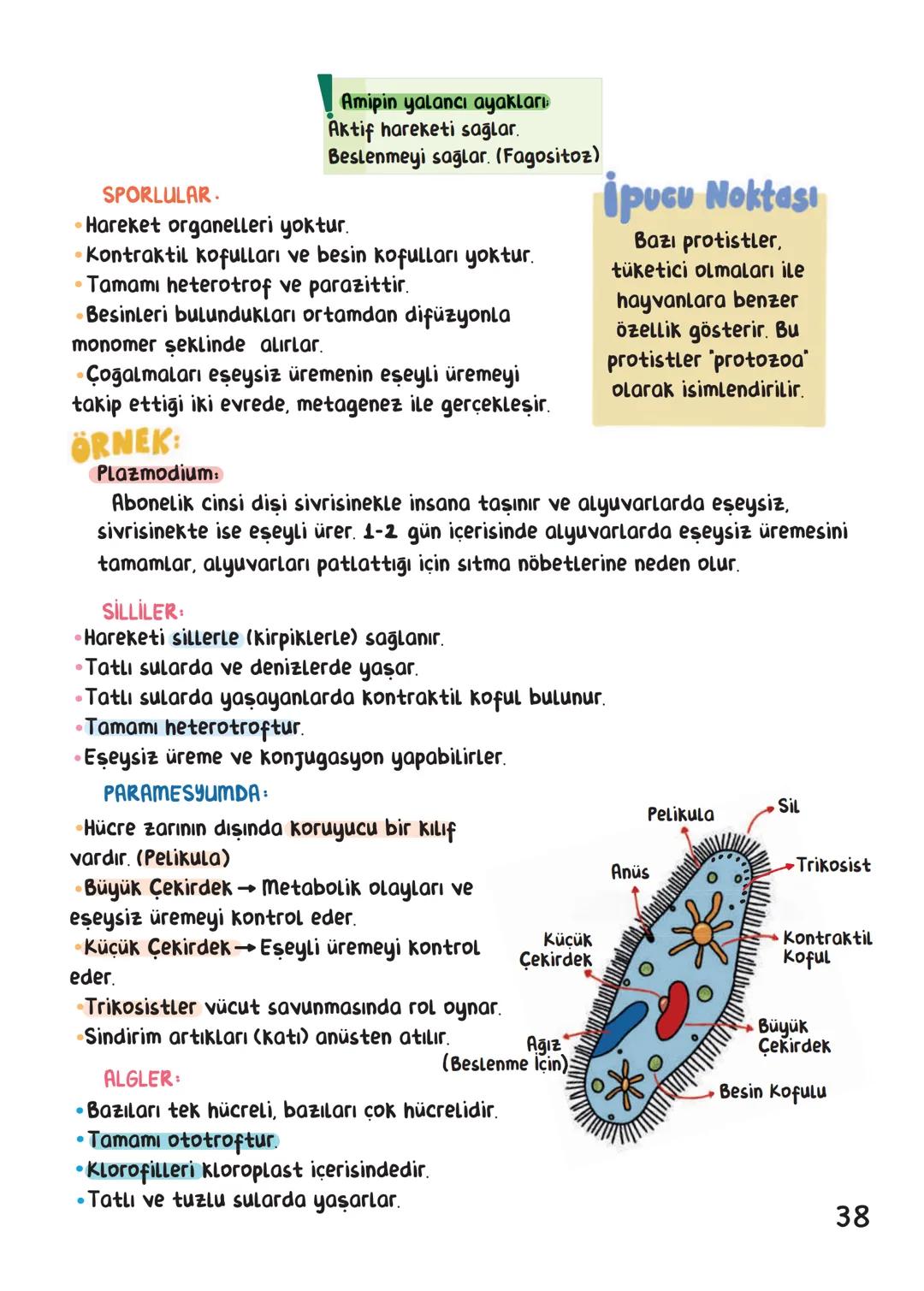 BİYOLOJİ
İÇİNDEKİLER
Canlıların Ortak Özellikleri
1
Canlıların Temel Bileşenleri.
3
Hücre
13
Canlıların Sınıflandırılması.
28
Hücre Bölünm