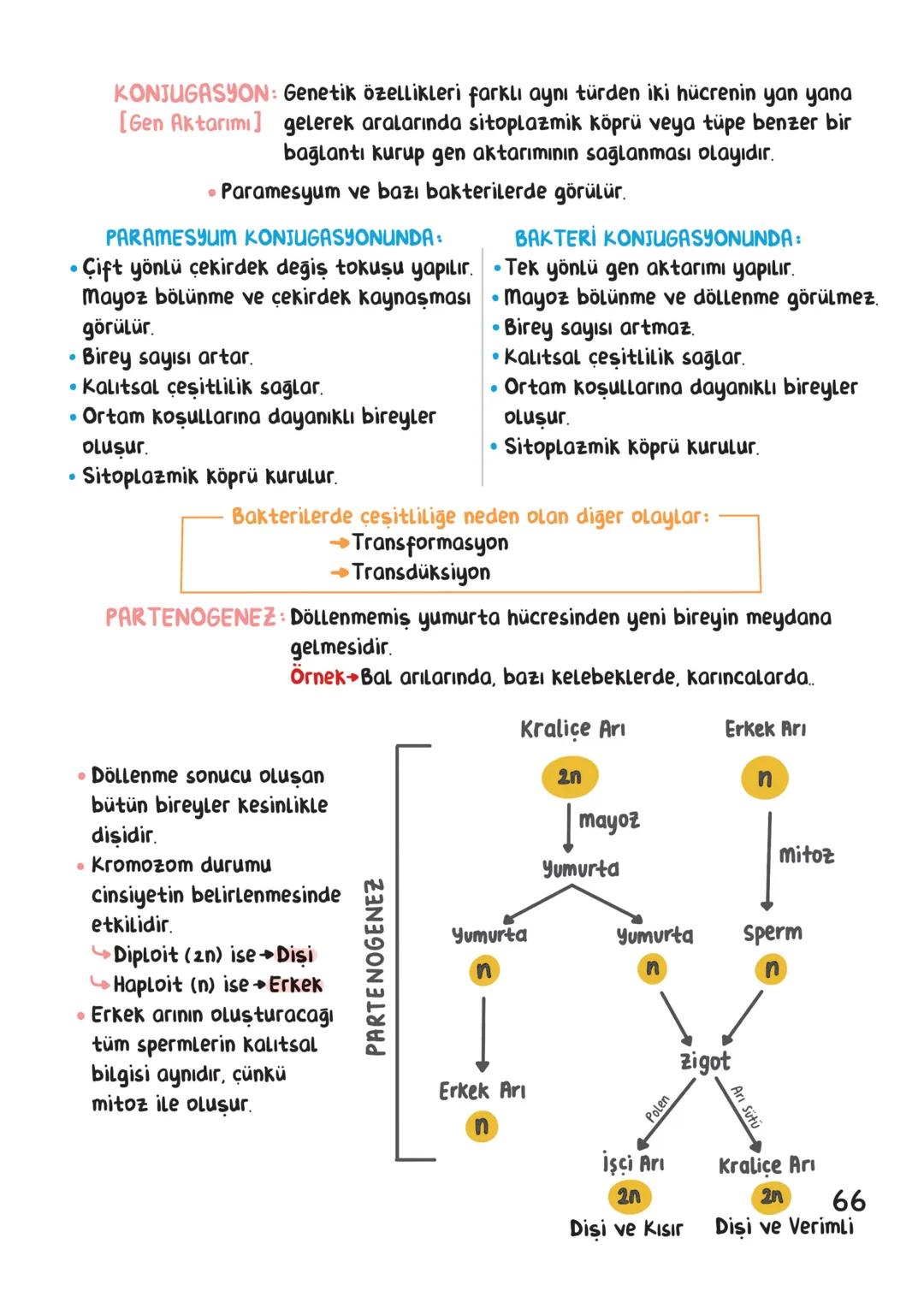 BİYOLOJİ
İÇİNDEKİLER
Canlıların Ortak Özellikleri
1
Canlıların Temel Bileşenleri.
3
Hücre
13
Canlıların Sınıflandırılması.
28
Hücre Bölünm