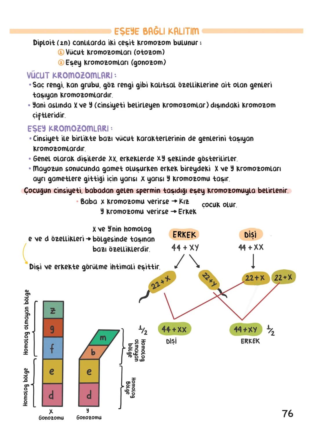 BİYOLOJİ
İÇİNDEKİLER
Canlıların Ortak Özellikleri
1
Canlıların Temel Bileşenleri.
3
Hücre
13
Canlıların Sınıflandırılması.
28
Hücre Bölünm