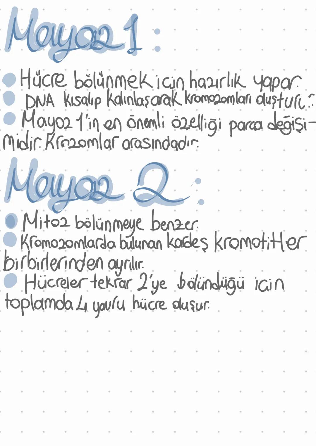 # Mayoz
Eşeyli üreyen canlılarda üreme ana hücresi bölü-
nerek üreme hücresi olan gametlerin
Oluşmasını sağlar.
Amacıysa Eşeyli üreyen canl