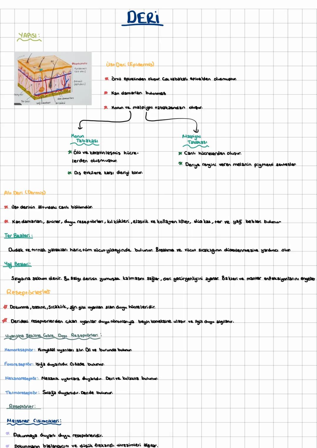 YAPISI:
Dermis
(Aut deri
Adamarters
DERI
Üst Deri (Epidermis)
* Örtu epitelinden oluşur. Çok tabakali epitelden oluşmuştur.
* Kan damarla