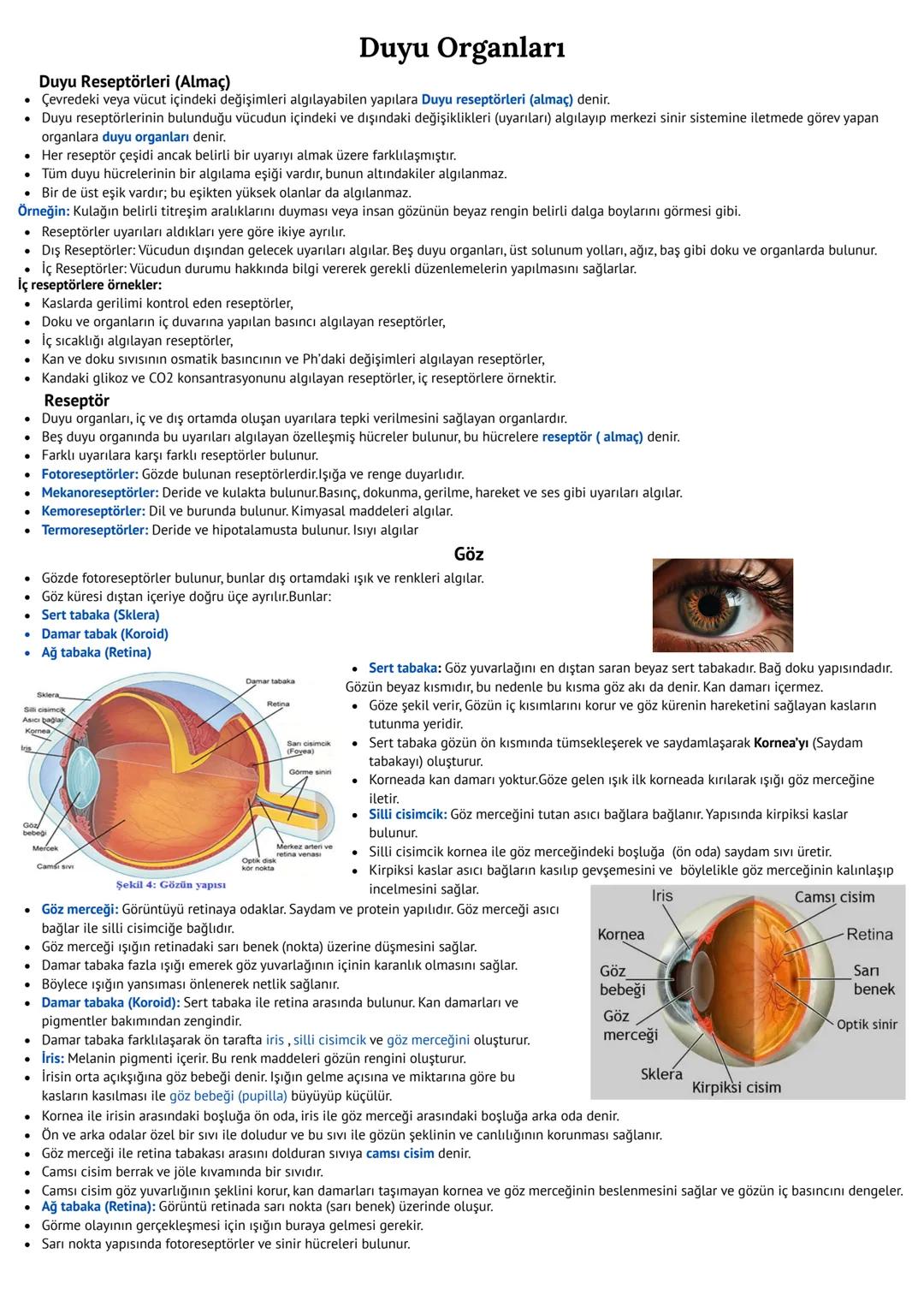 Biyoloji Duyu Organlar