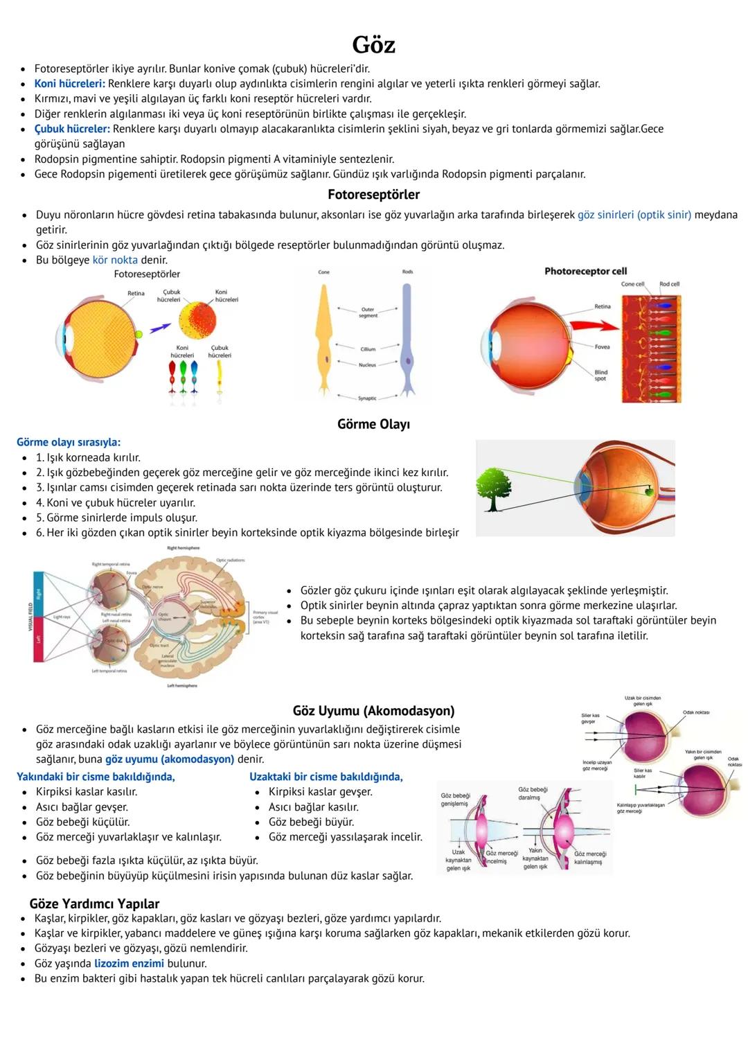 # Duyu Organları
* Duyu Reseptörleri (Almaç)
* Çevredeki veya vücut içindeki değişimleri algılayabilen yapılara Duyu reseptörleri (