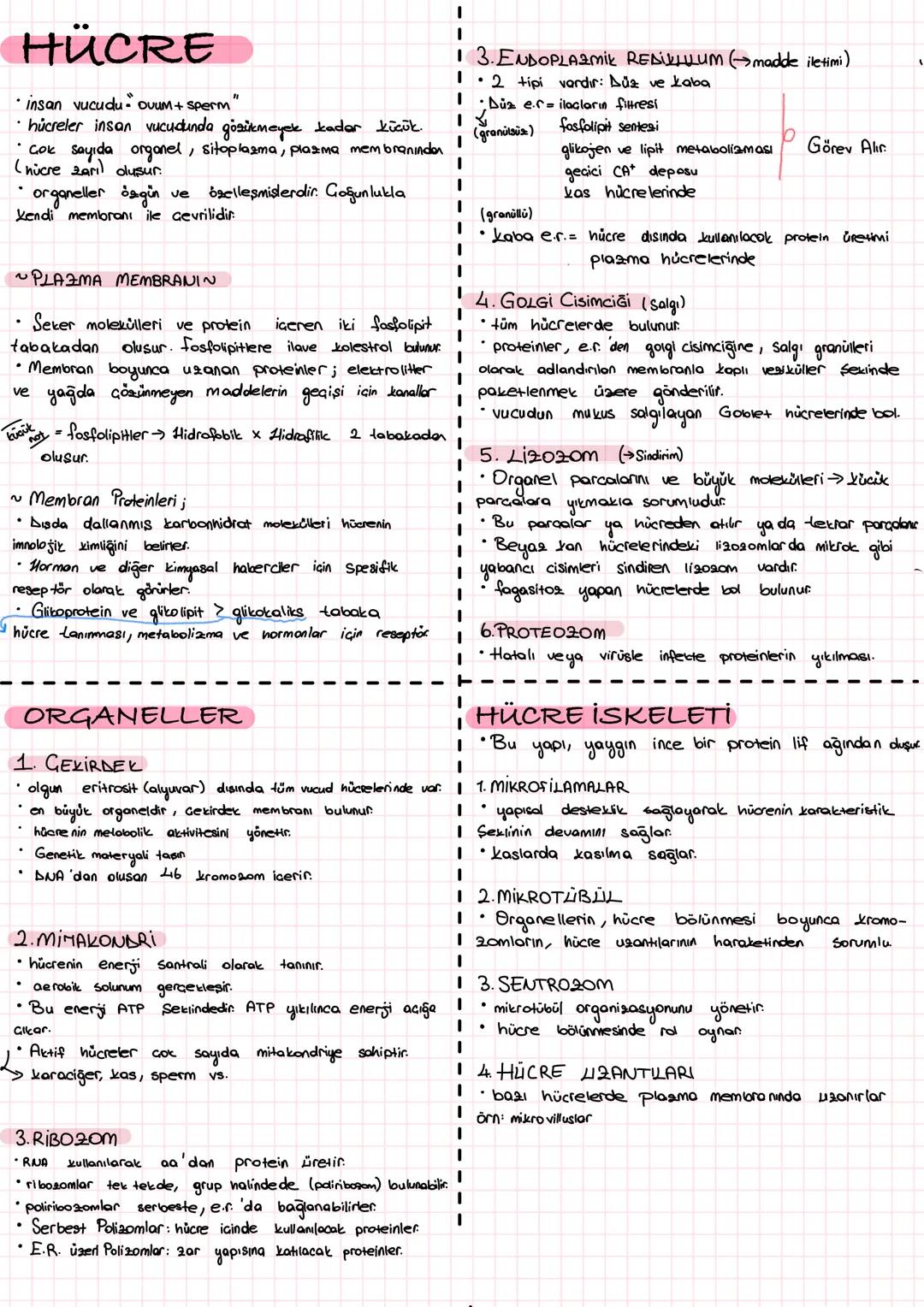 # 子叶菇♡ # HÜCRE
insan vucudu. Ovum + sperm"
hücreler insan vucudunda gözükmeyek kadar küçük.
çok sayıda organel, sitoplazma, plazma membranı