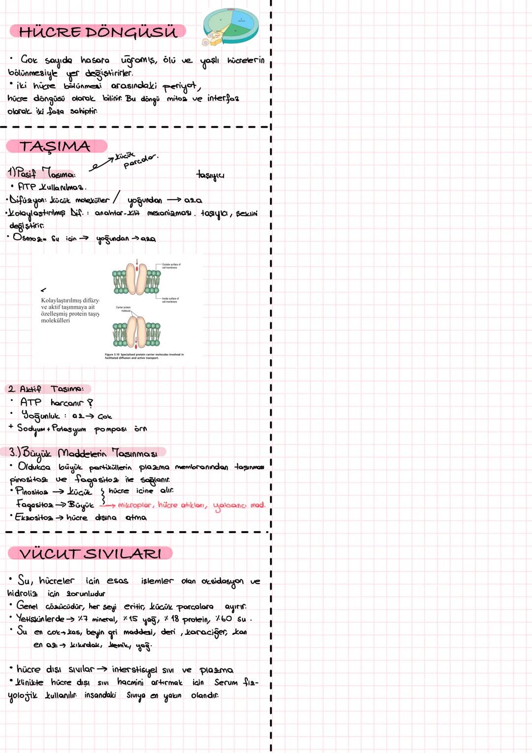 # 子叶菇♡ # HÜCRE
insan vucudu. Ovum + sperm"
hücreler insan vucudunda gözükmeyek kadar küçük.
çok sayıda organel, sitoplazma, plazma membranı