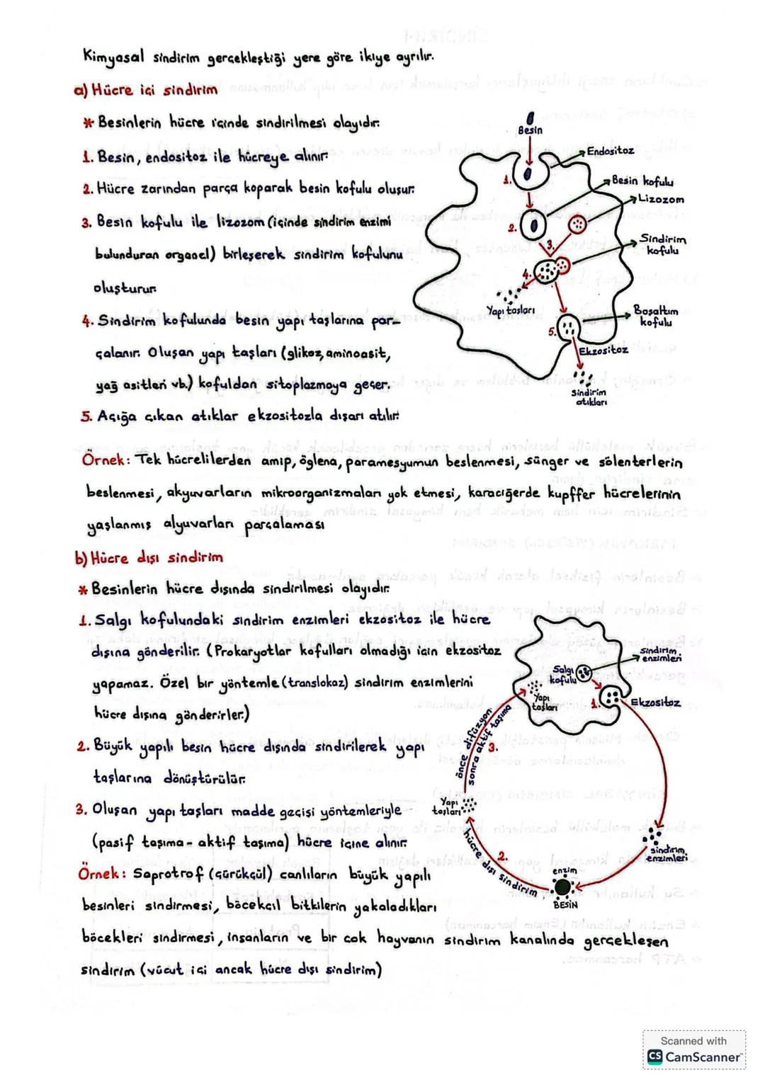 SİNDİRİM
* Canlıların enerji ihtiyaçlarını karşılamak için besin alıp kullanmasına beslenme denir
a) Ototrof beslenme
*İhtiyaç duyduğu organ