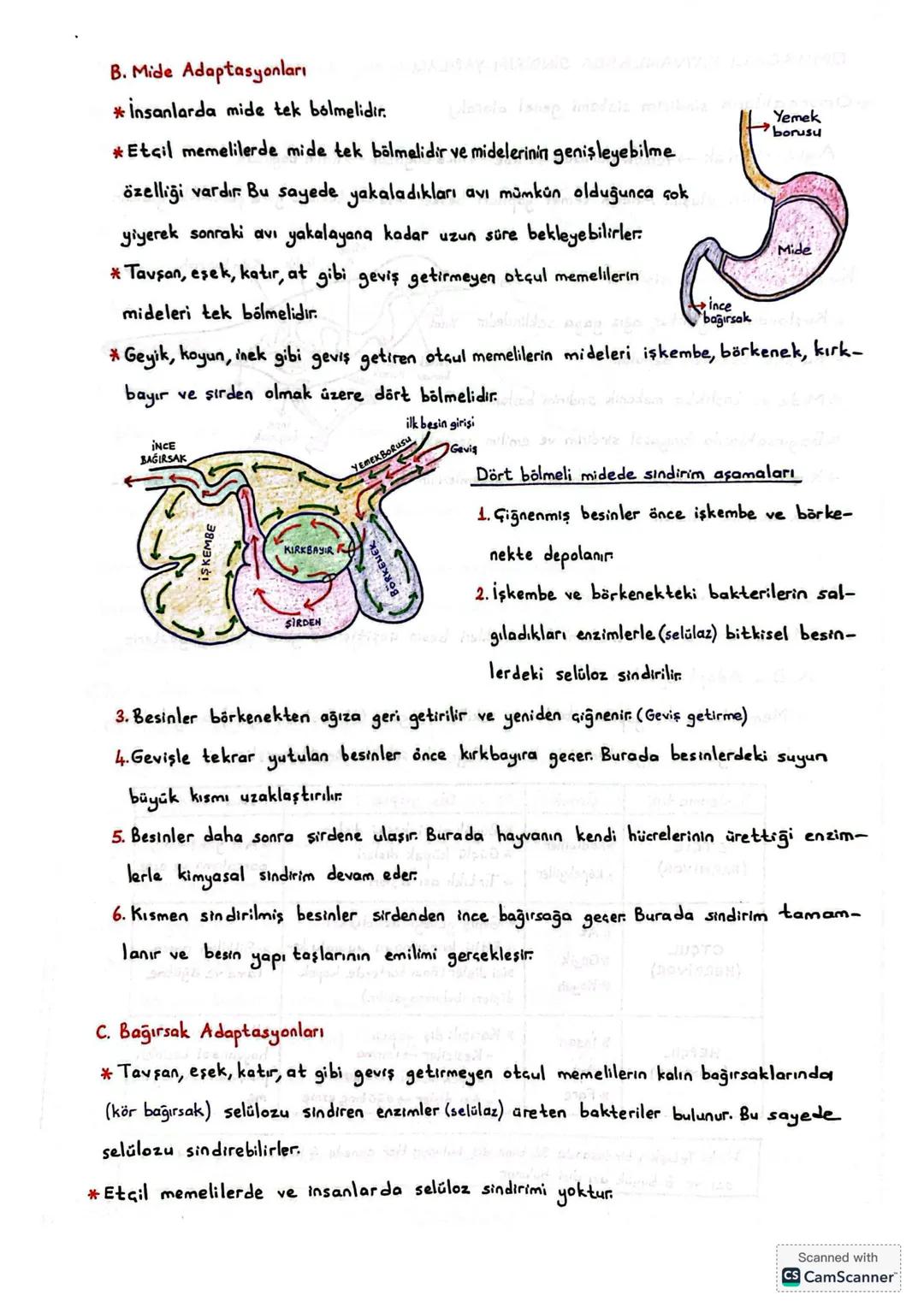 SİNDİRİM
* Canlıların enerji ihtiyaçlarını karşılamak için besin alıp kullanmasına beslenme denir
a) Ototrof beslenme
*İhtiyaç duyduğu organ